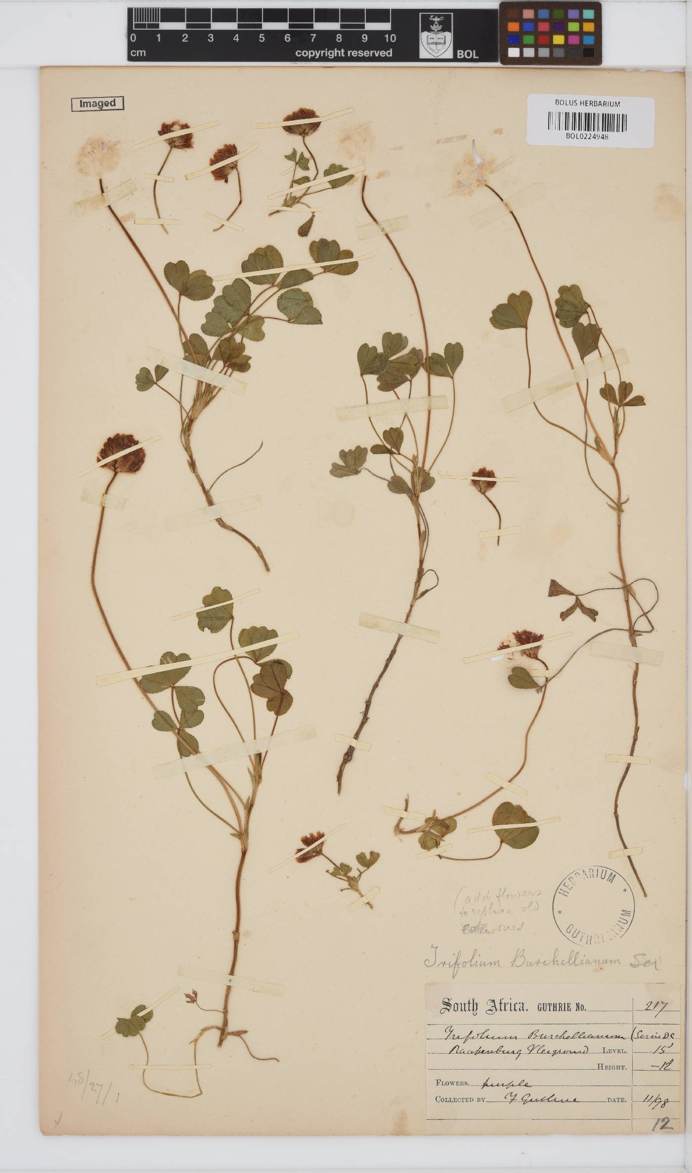 Trifolium image