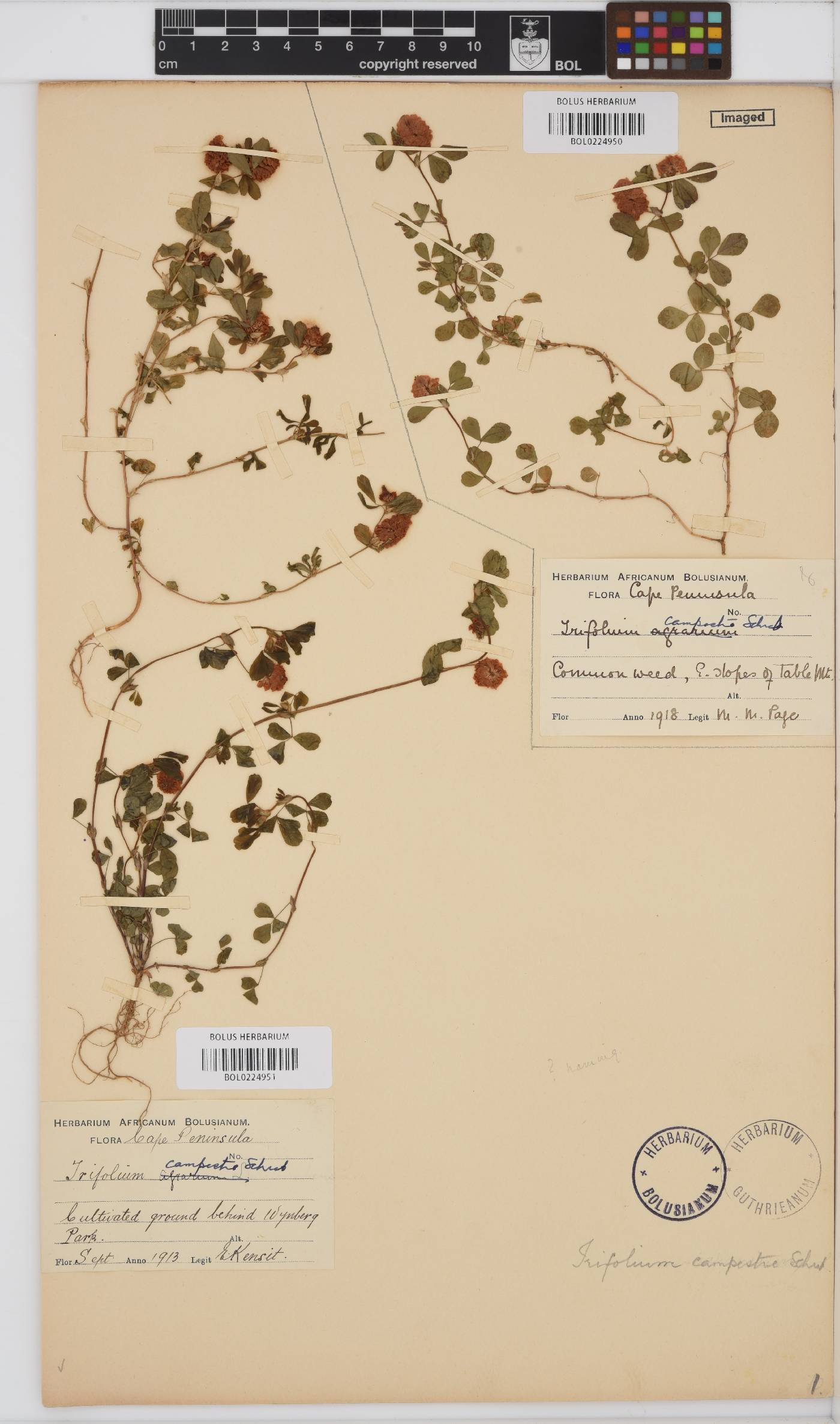 Trifolium image