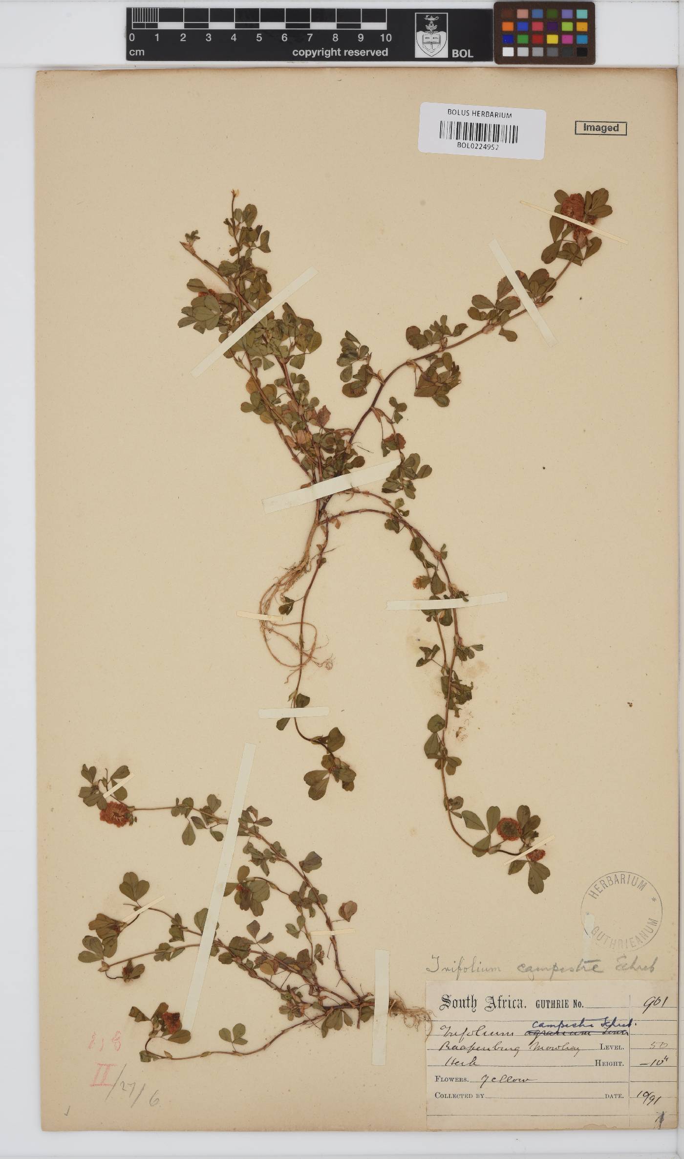 Trifolium campestre image