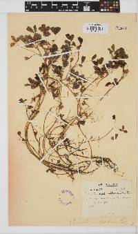 Image of Trifolium ornithopodioides
