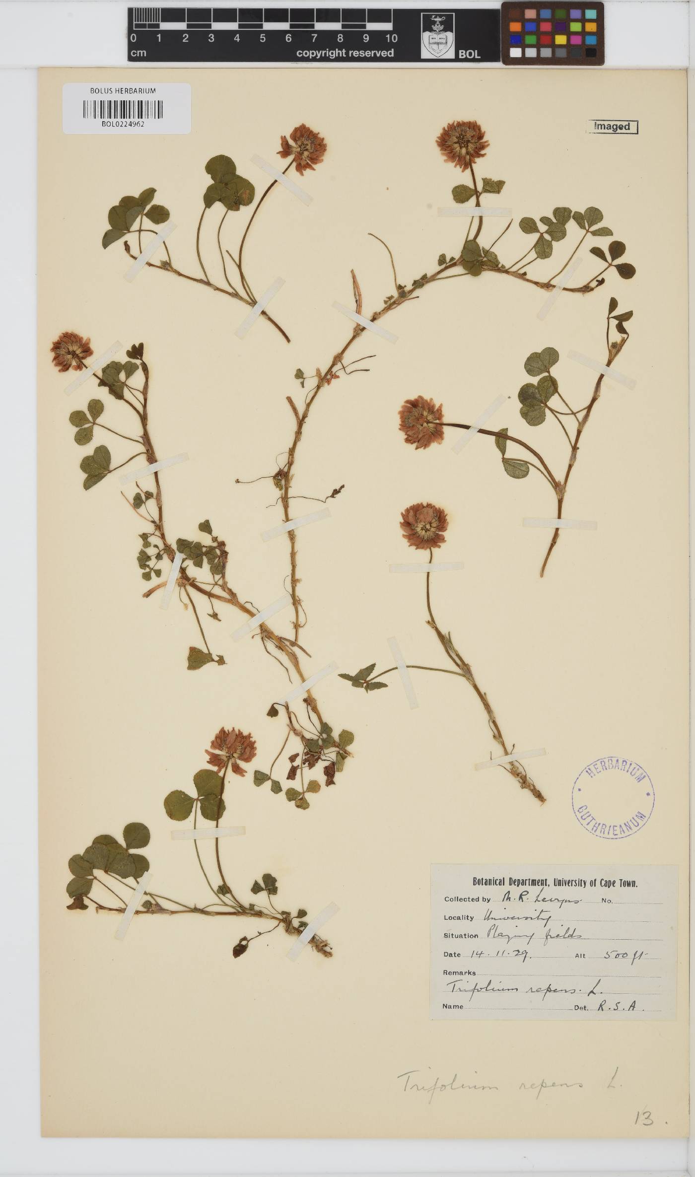 Trifolium repens image