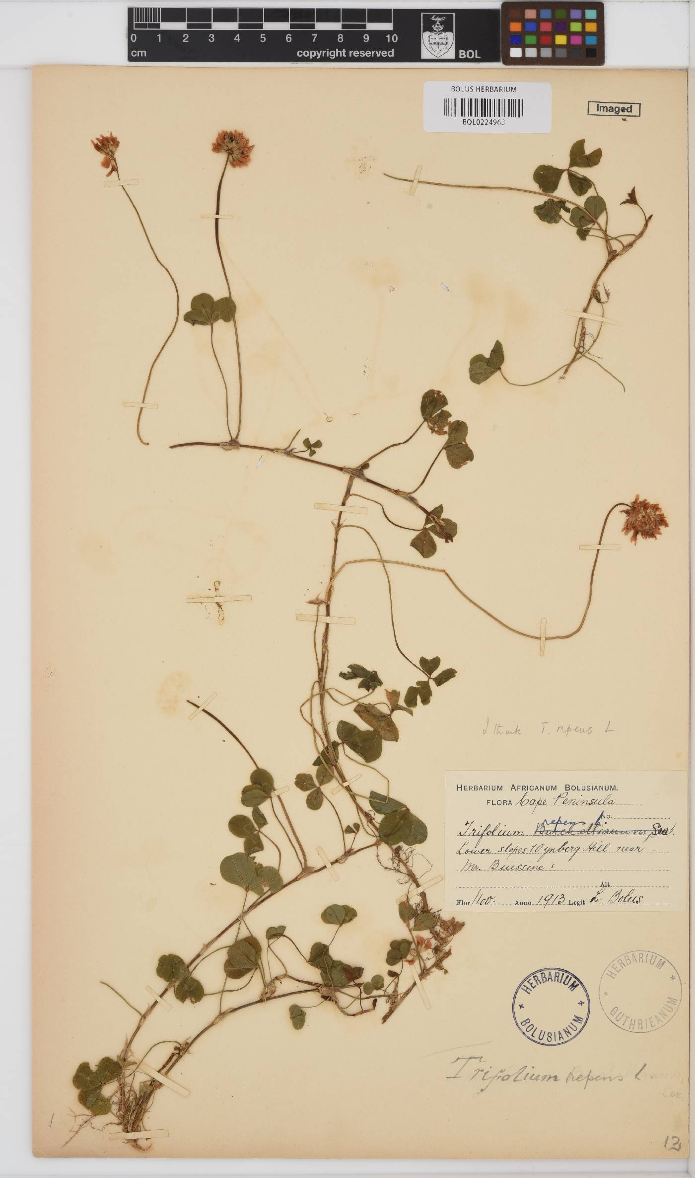 Trifolium repens image