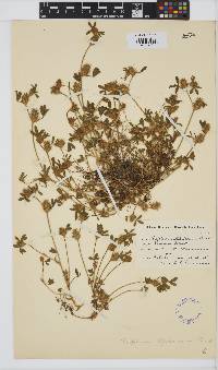 Trifolium stipulaceum image