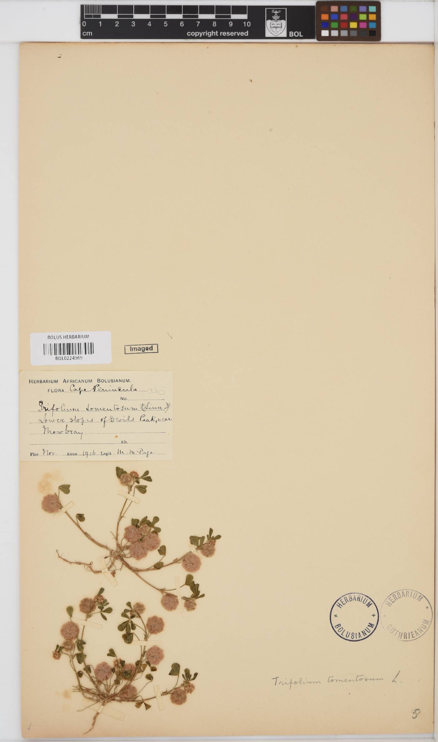 Trifolium tomentosum image