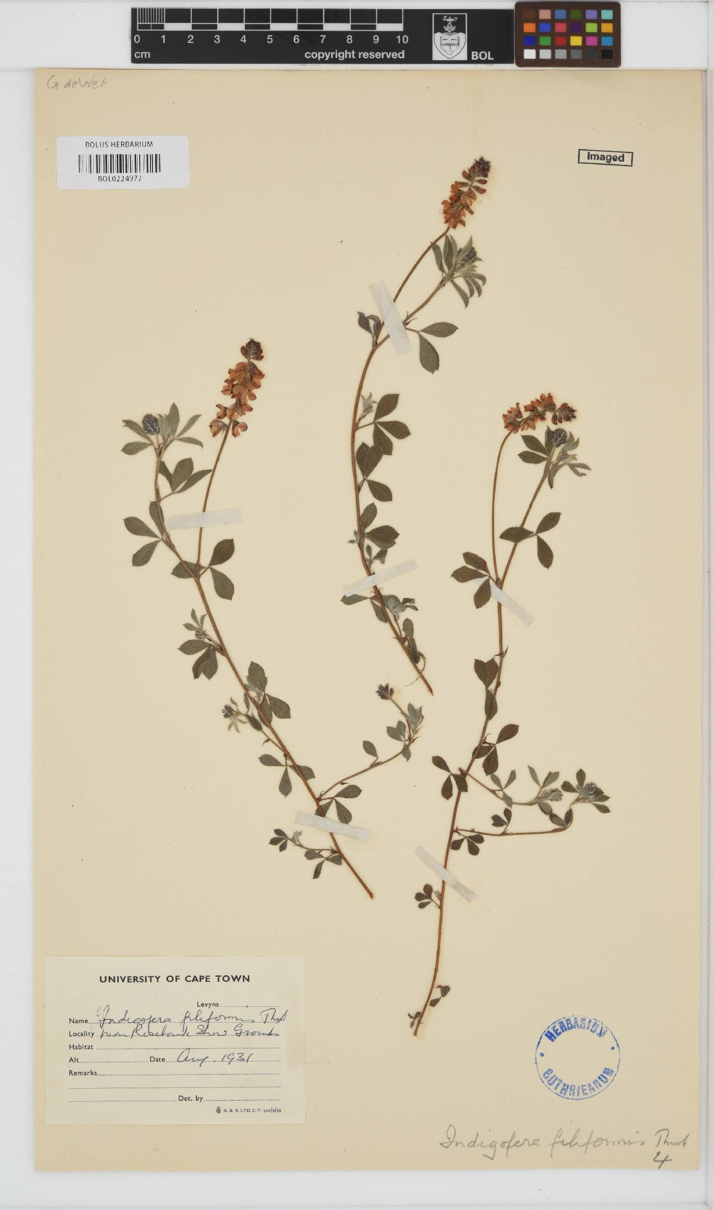 Indigofera incana image