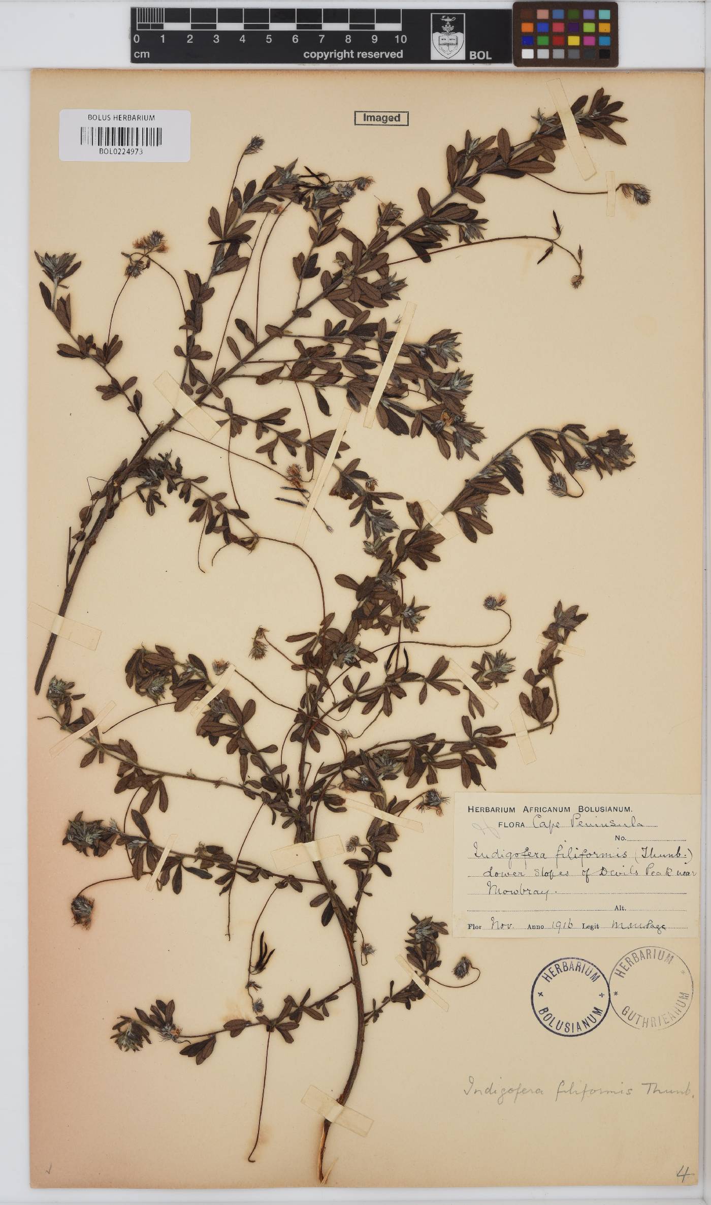 Indigofera filiformis image