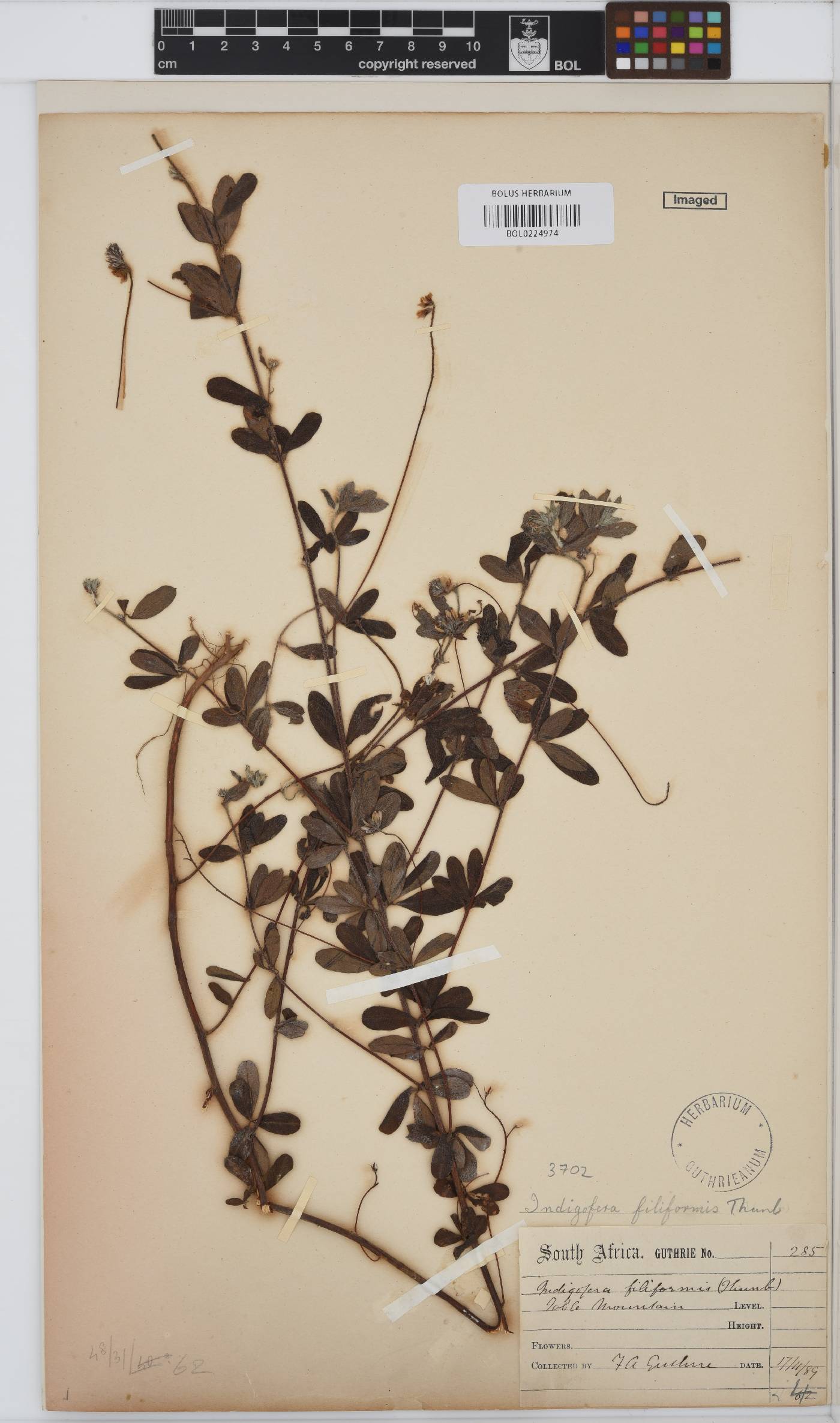 Indigofera filiformis image