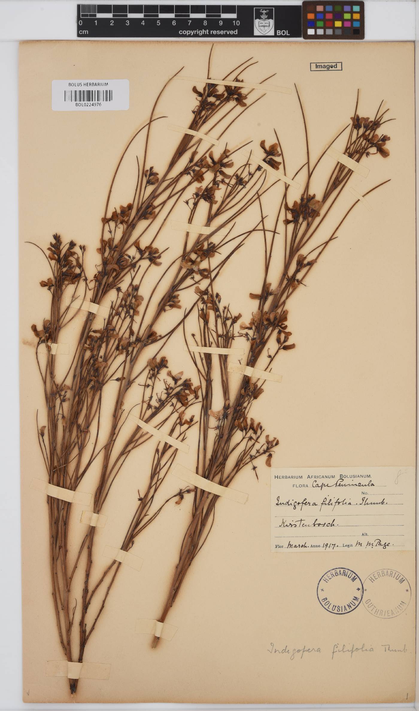 Indigofera filifolia image