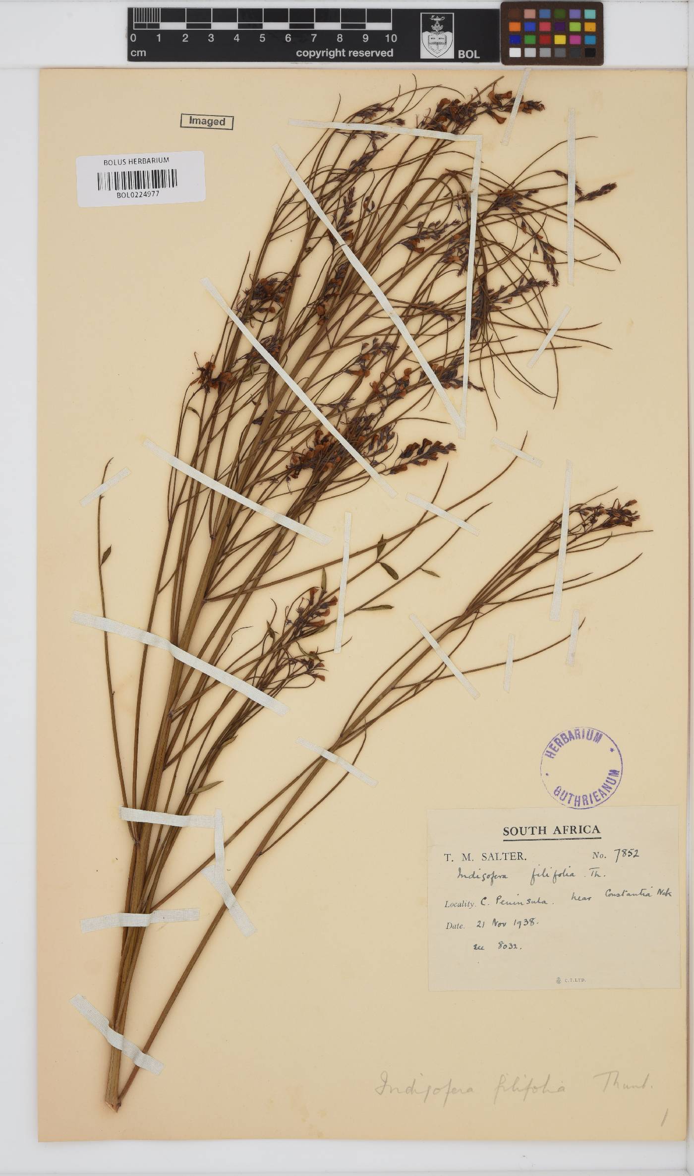 Indigofera filifolia image