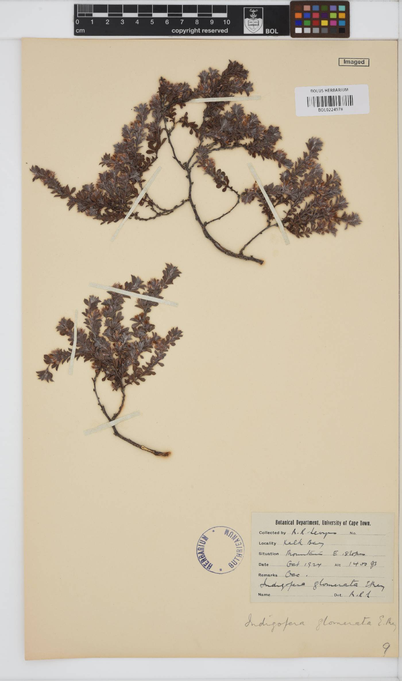 Indigofera glomerata image