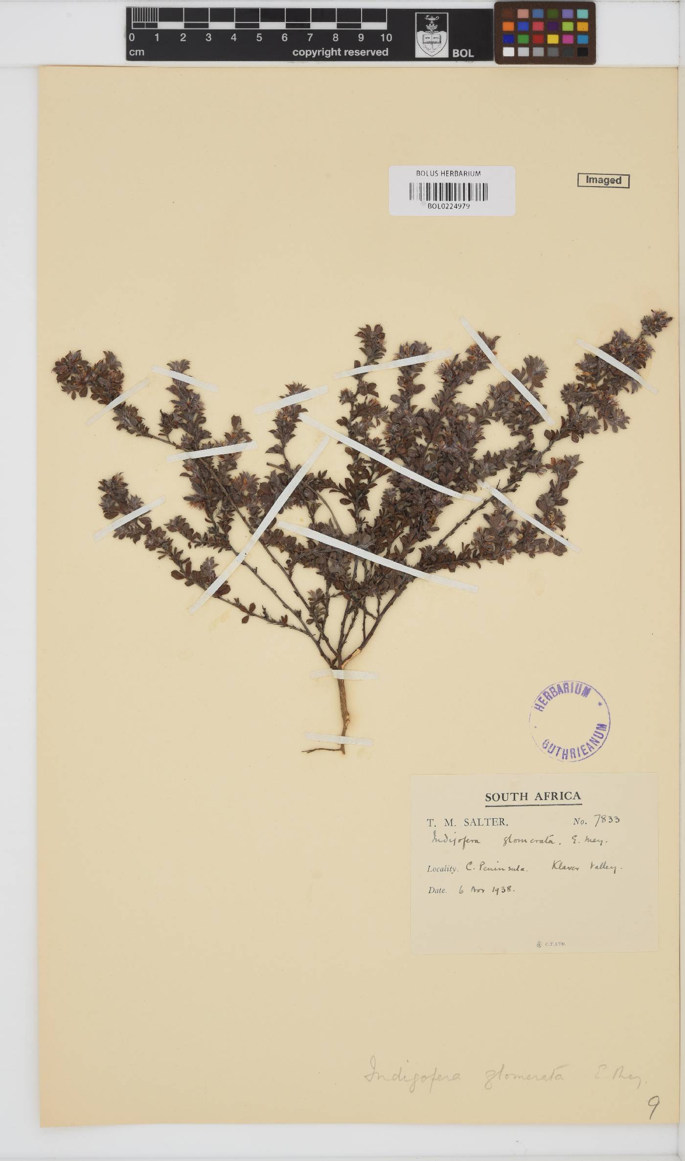 Indigofera glomerata image