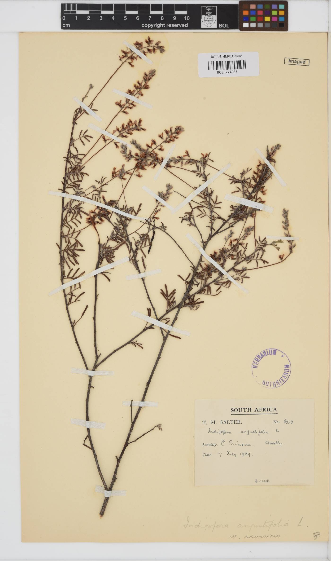 Indigofera angustifolia image