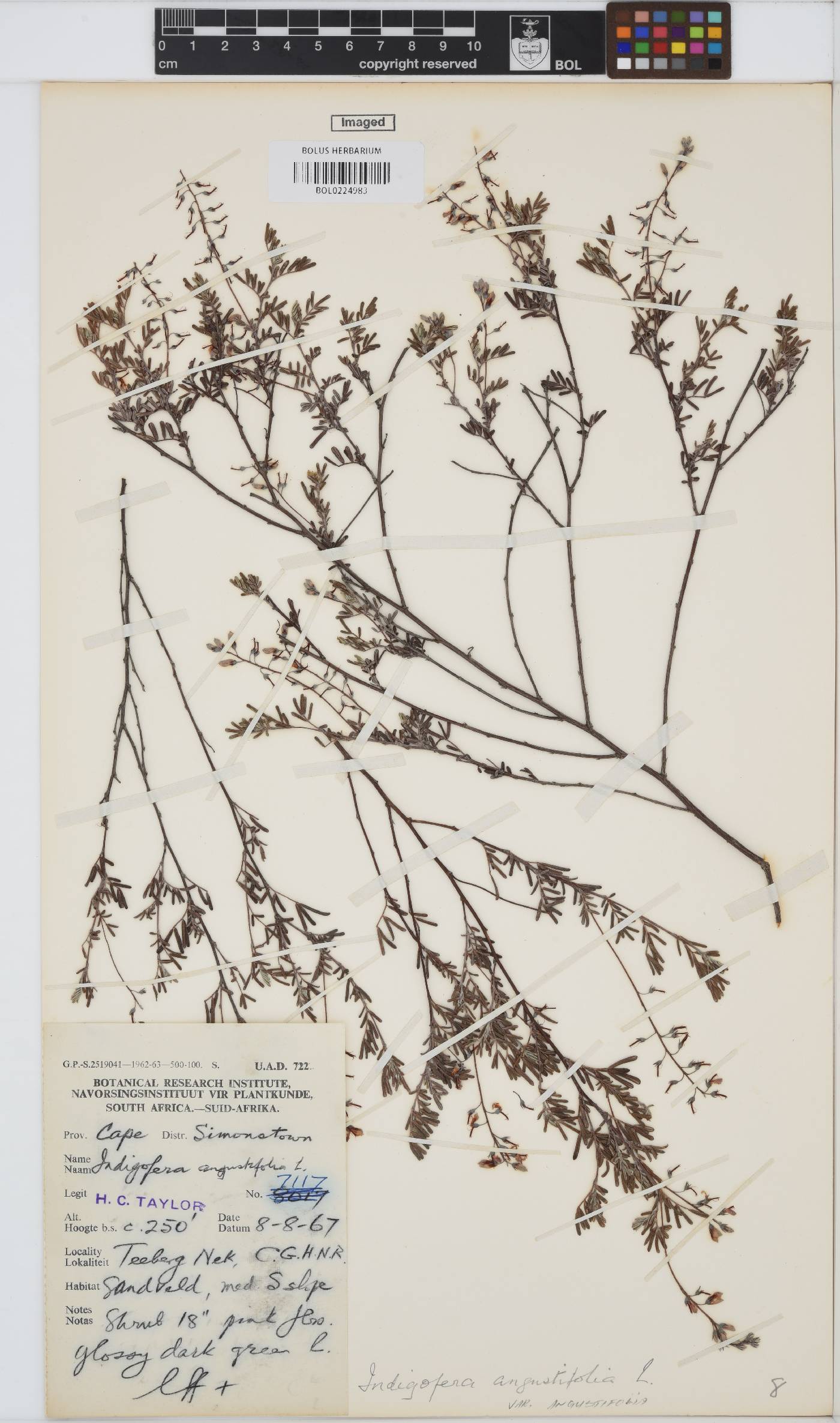 Indigofera angustifolia var. angustifolia image