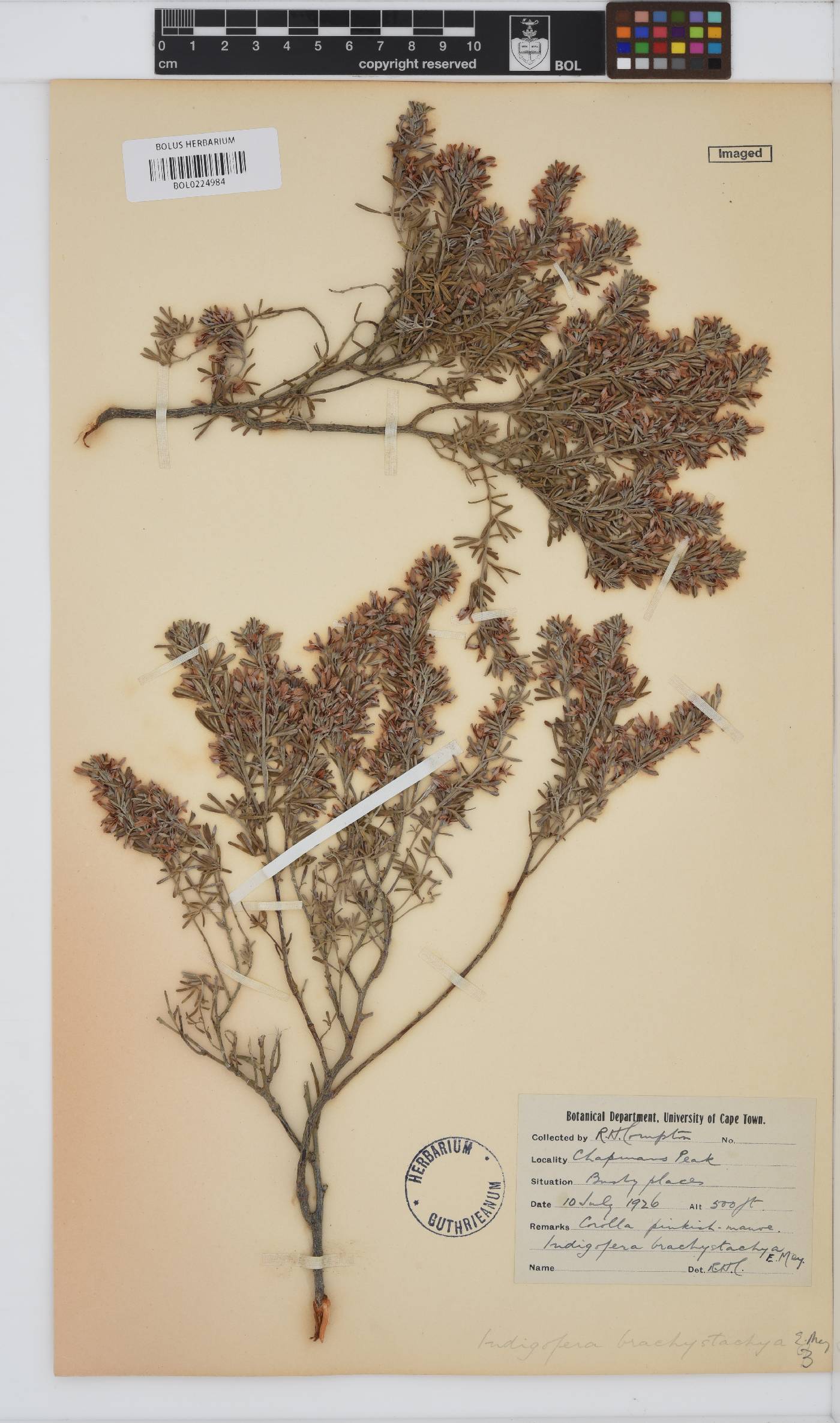 Indigofera brachystachya image