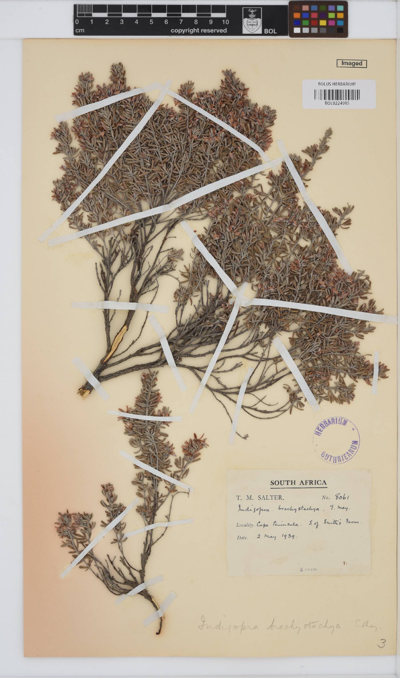 Indigofera brachystachya image