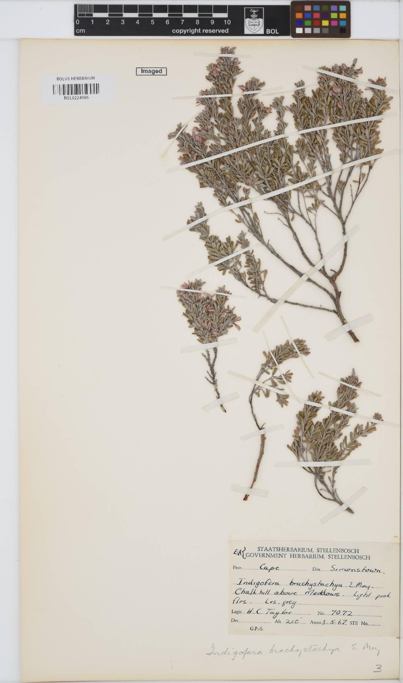 Indigofera brachystachya image