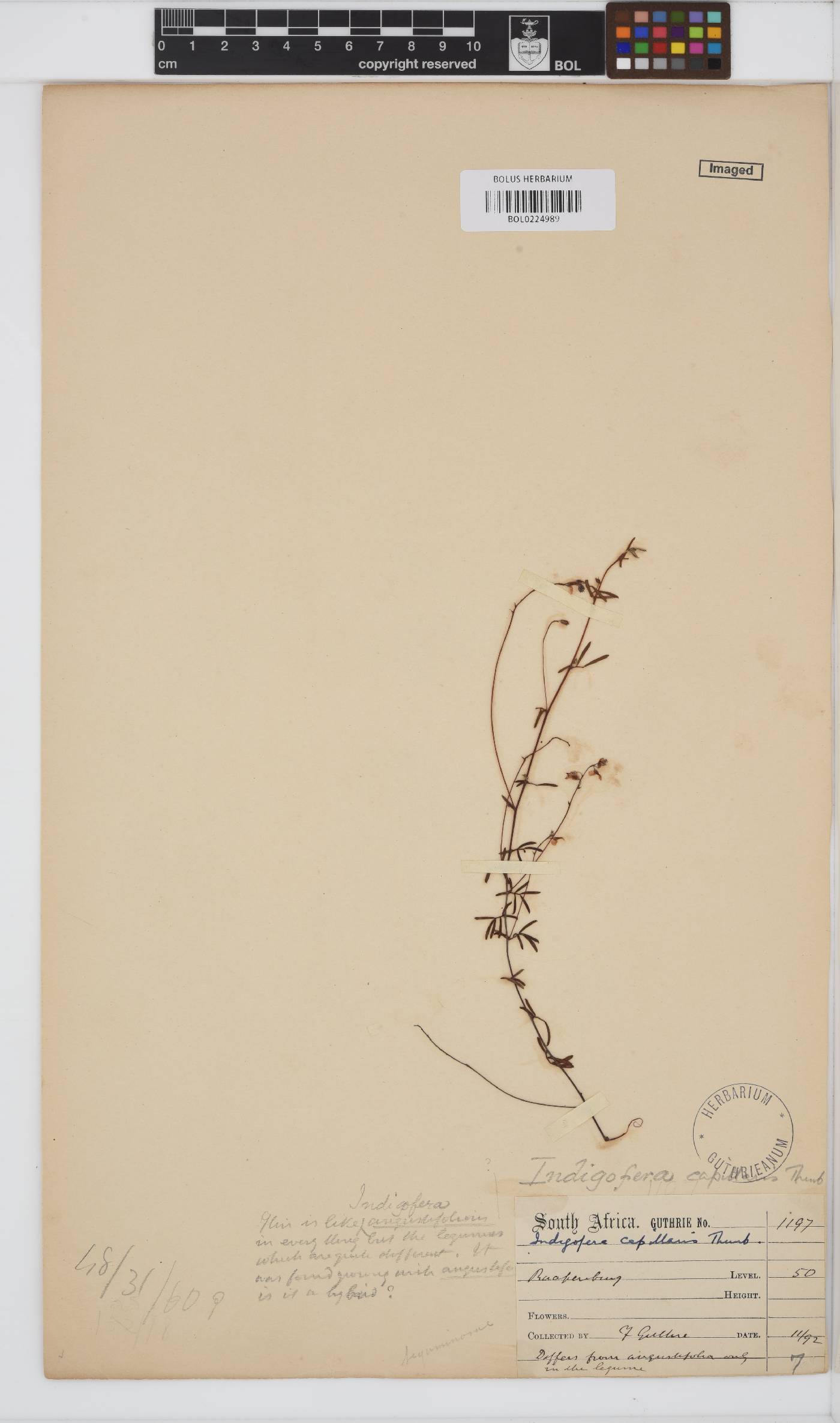 Indigofera capillaris image