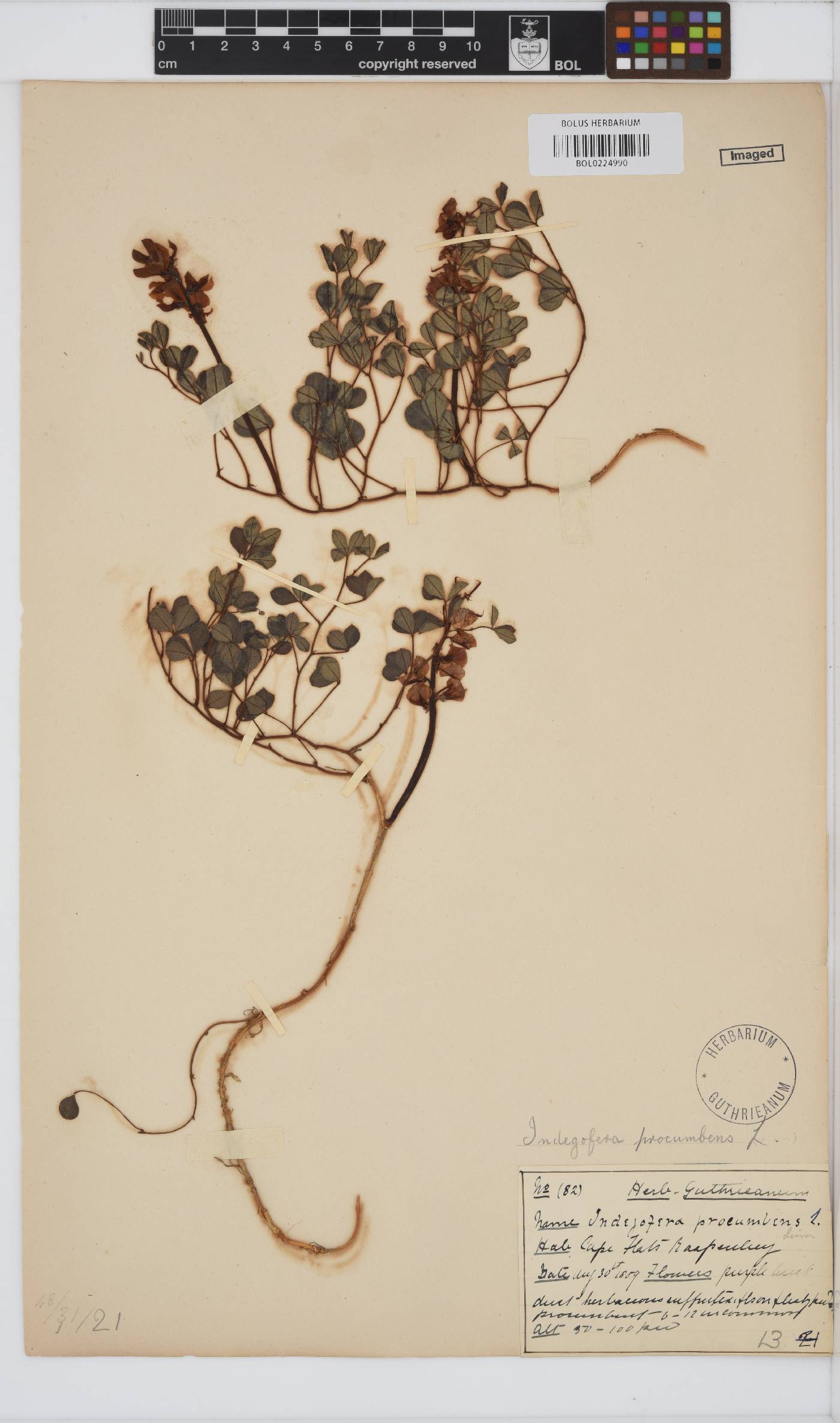 Indigofera procumbens image