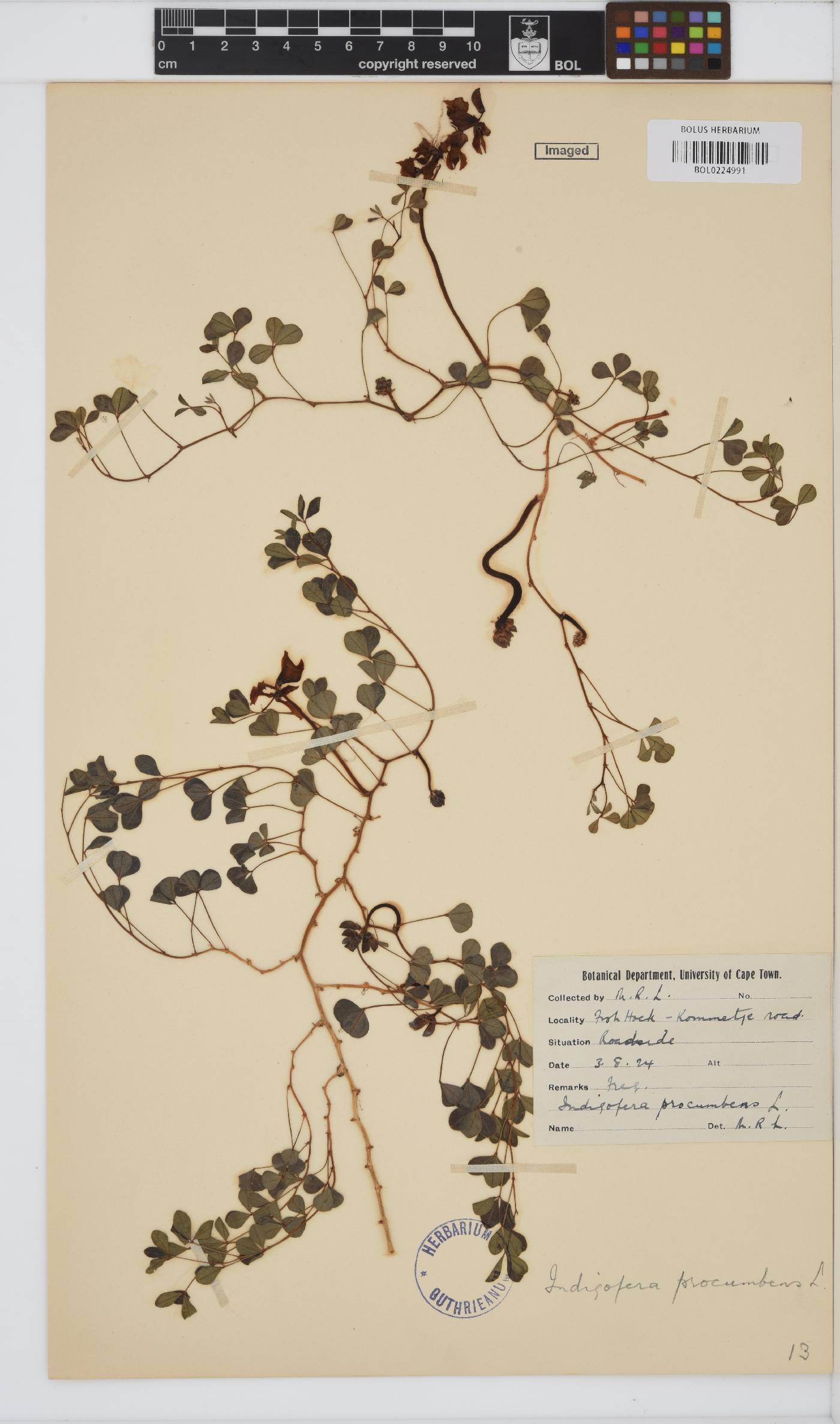 Indigofera image