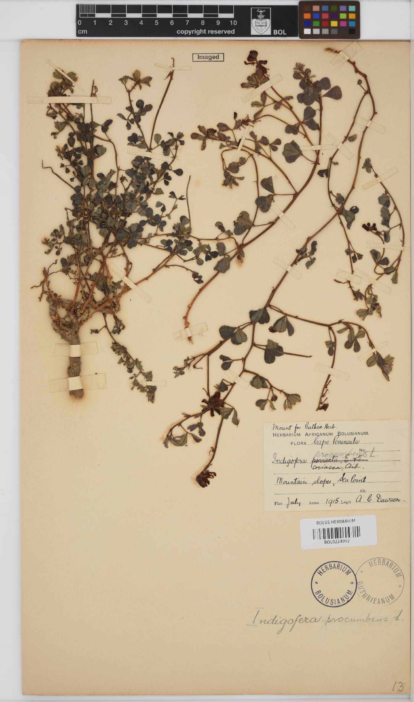 Indigofera procumbens image