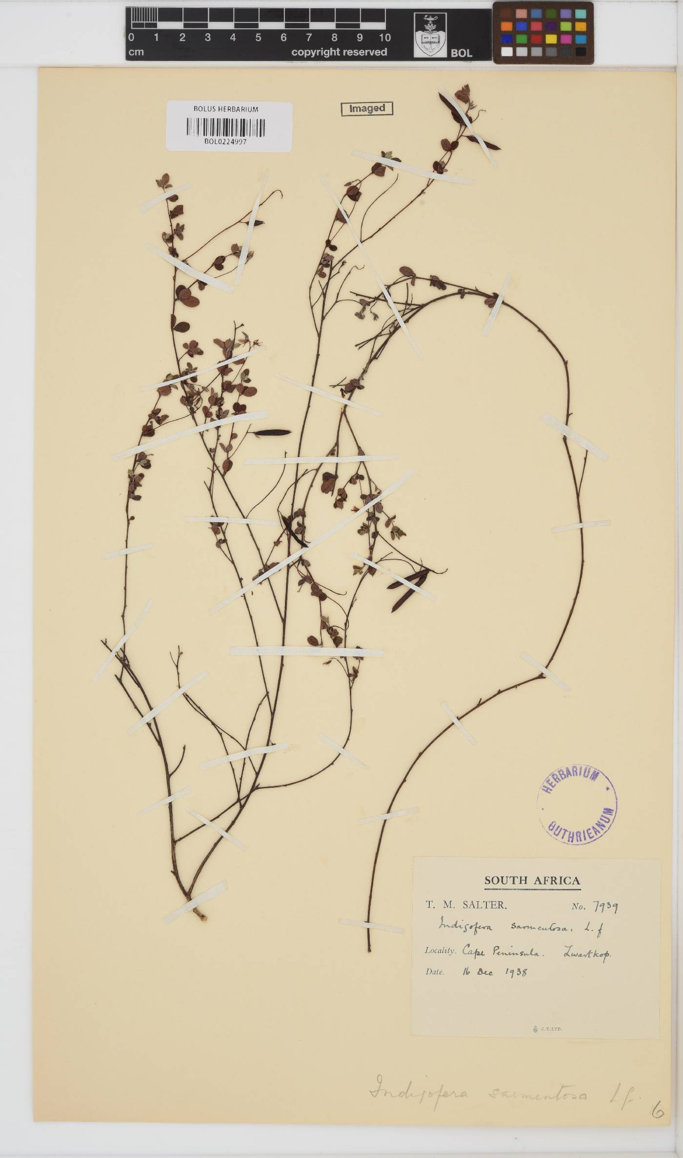Indigofera sarmentosa image