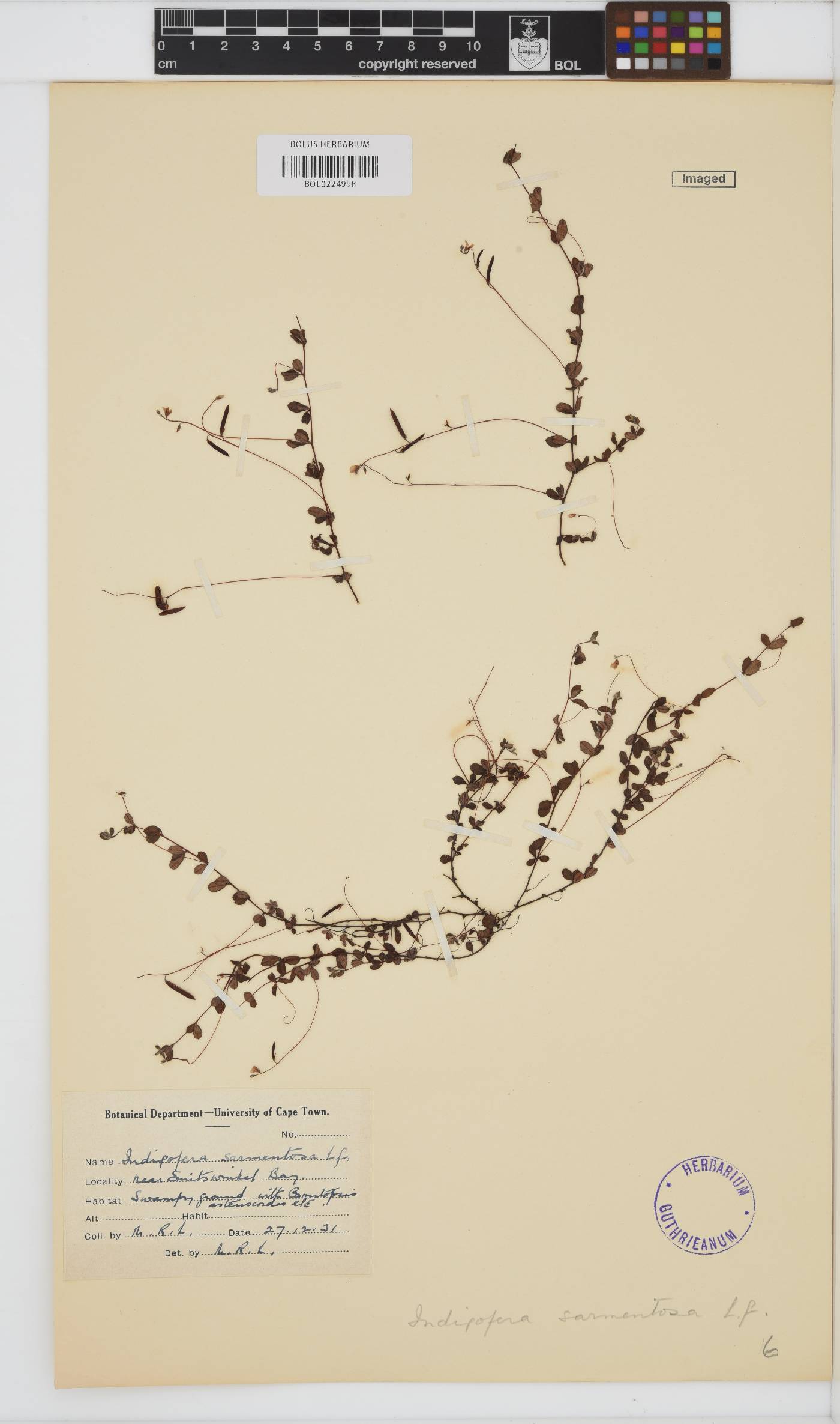 Indigofera sarmentosa image