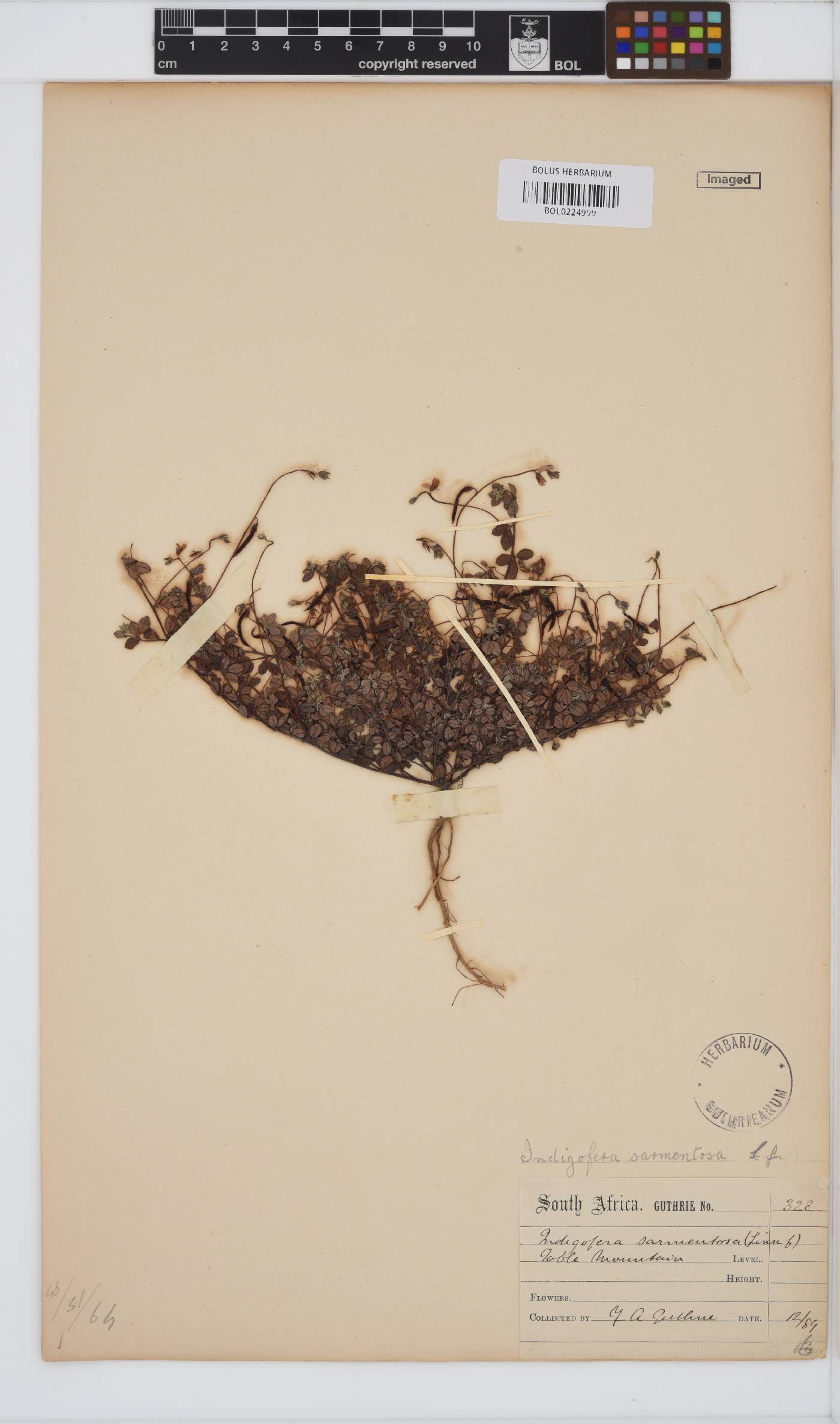 Indigofera sarmentosa image