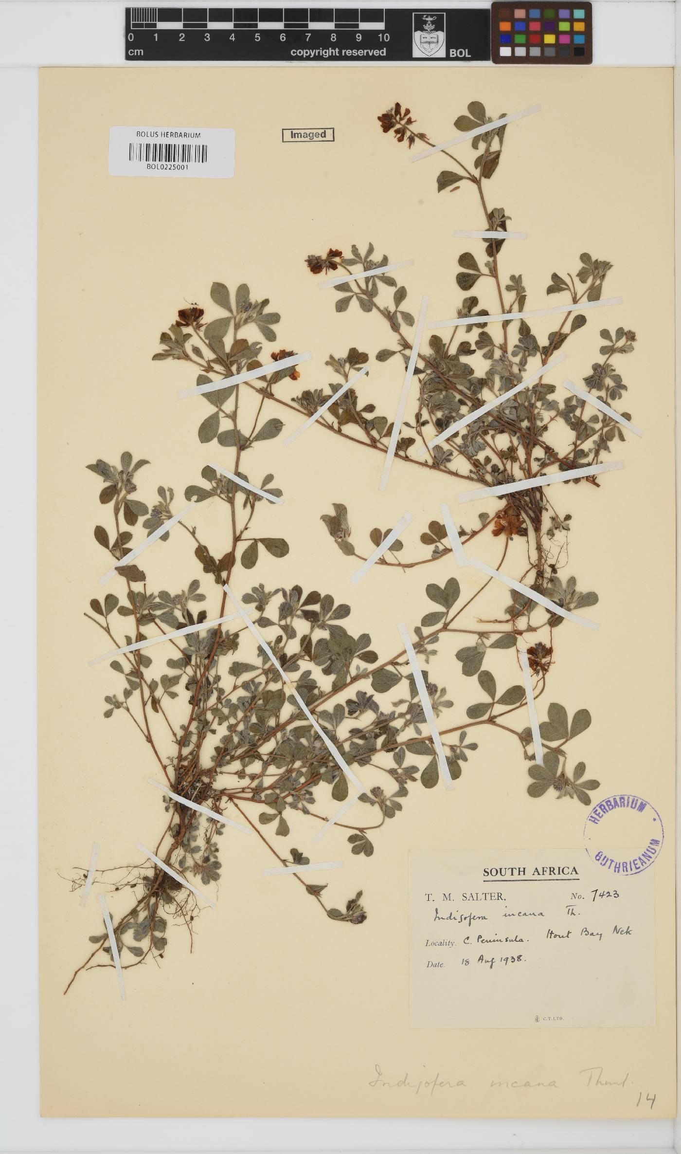 Indigofera incana image