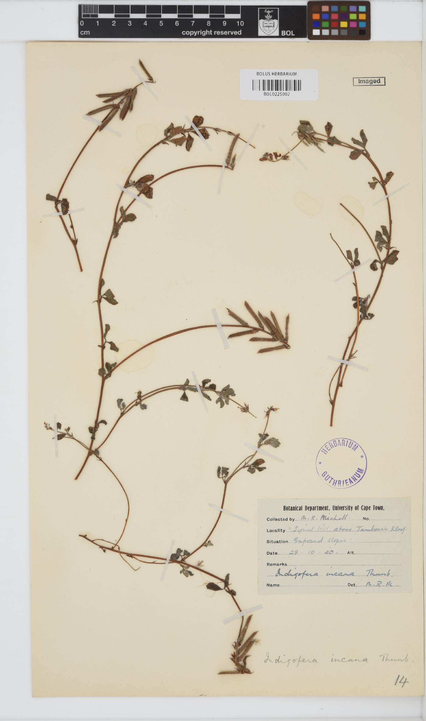 Indigofera incana image