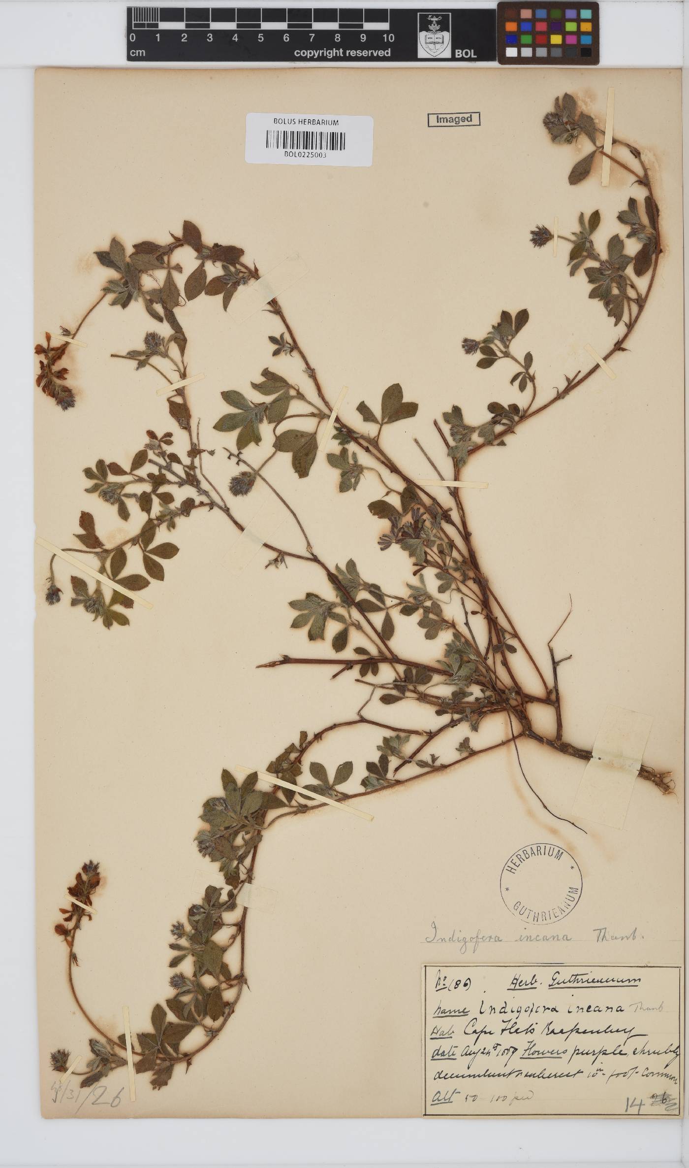 Indigofera incana image