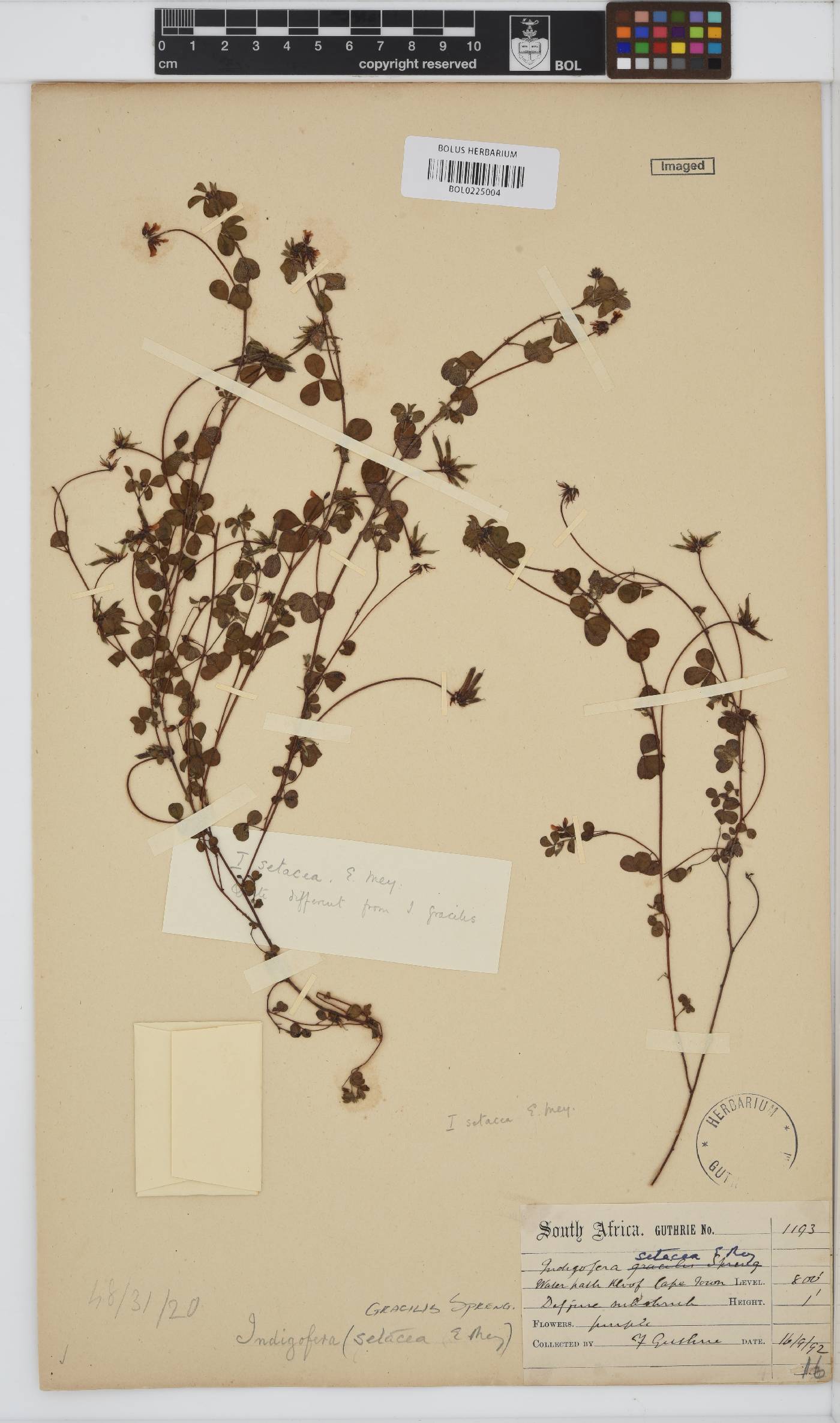 Indigofera gracilis image