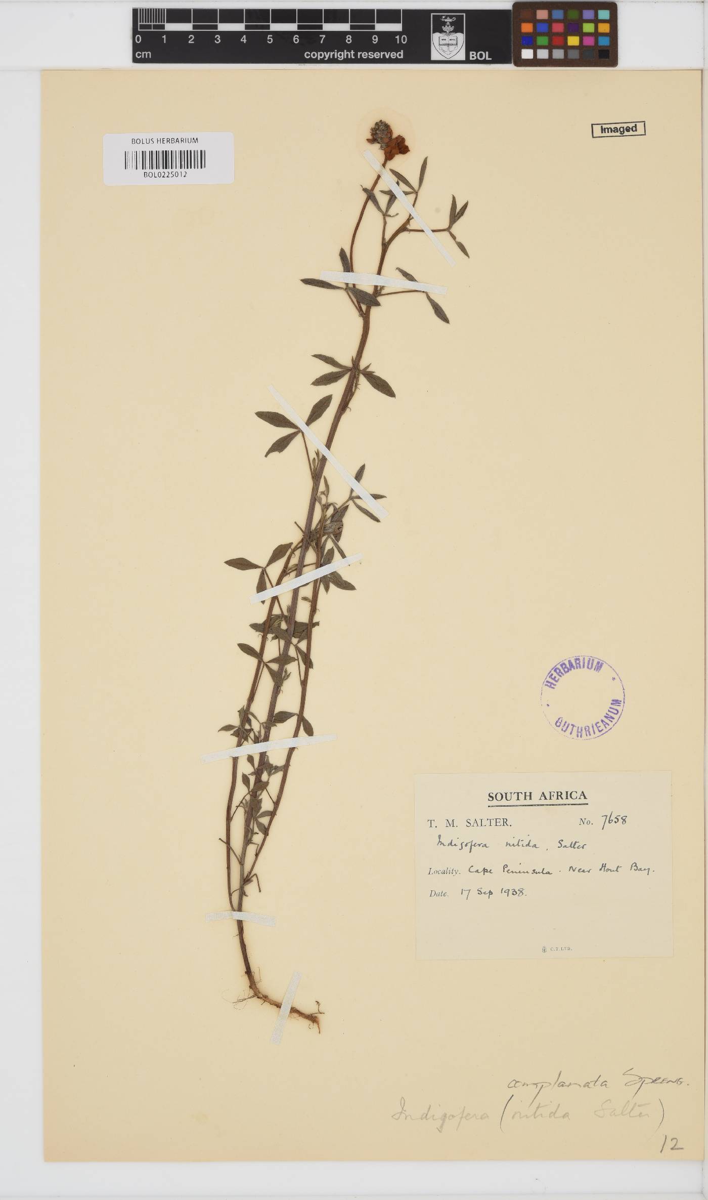 Indigofera psoraloides image