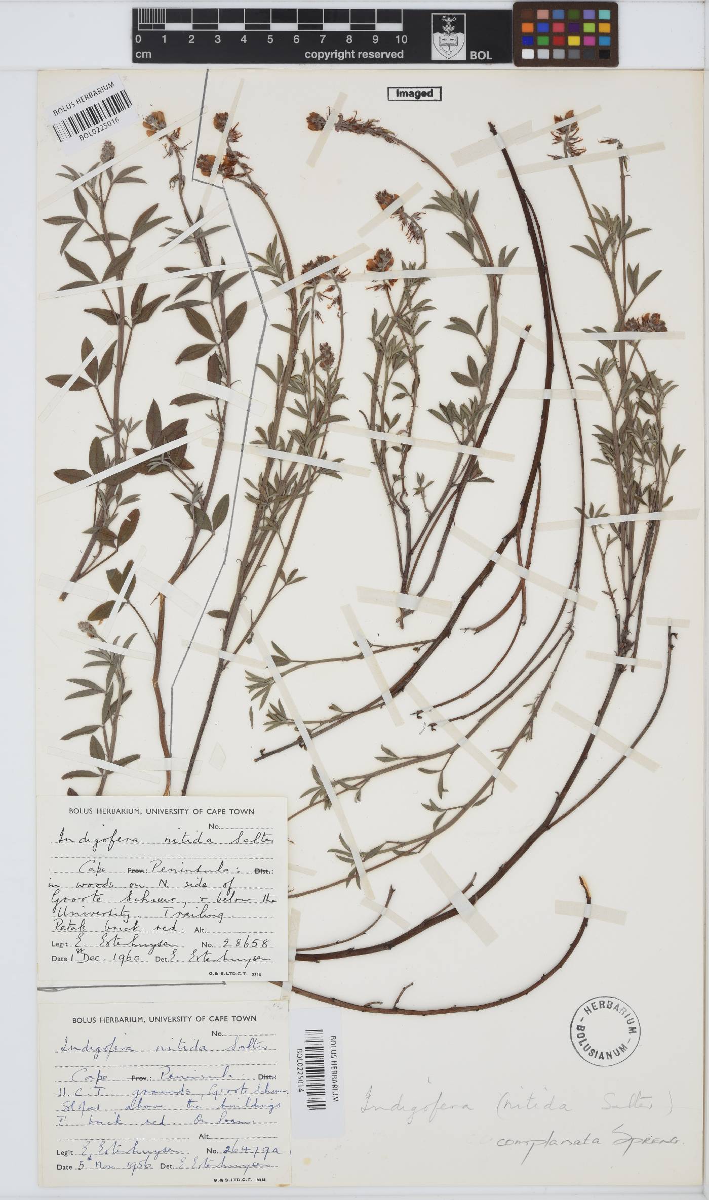 Indigofera psoraloides image