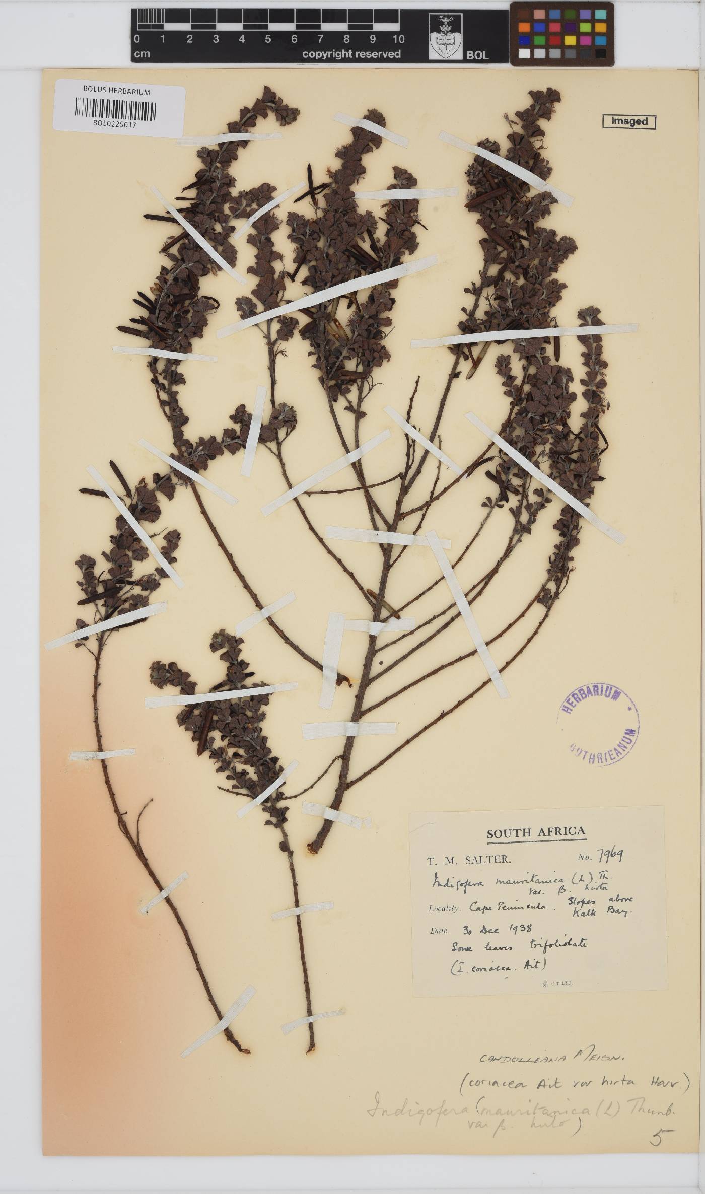 Indigofera candolleana image