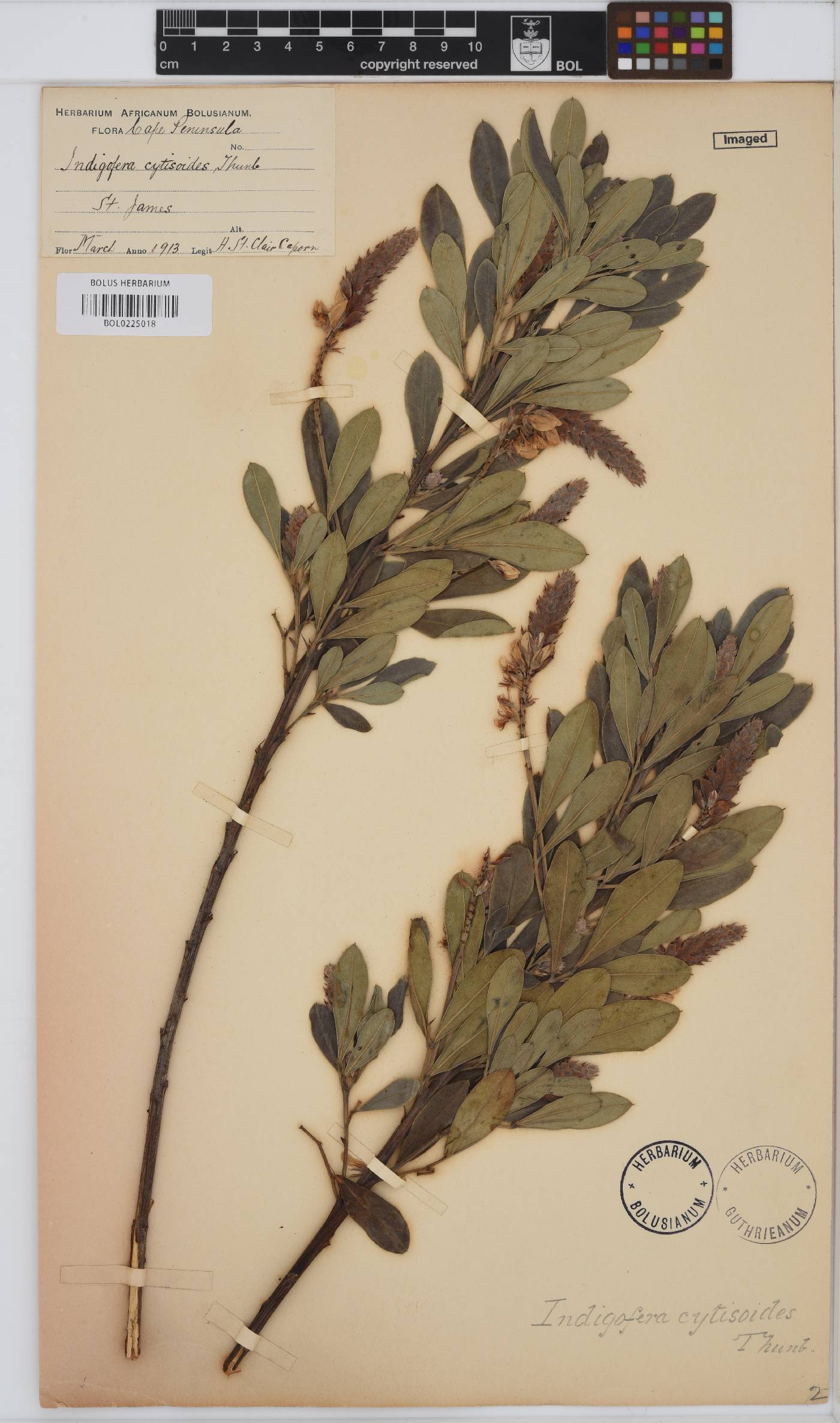 Indigofera cytisoides image