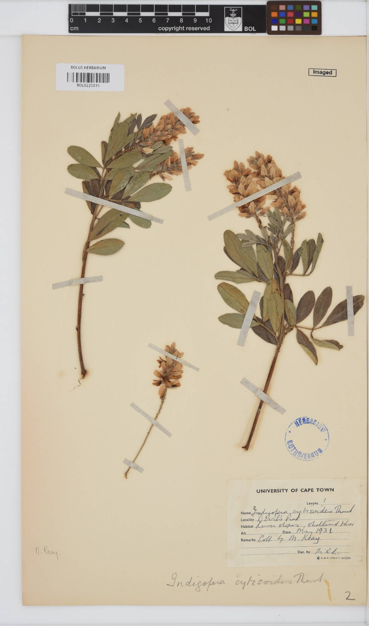 Indigofera cytisoides image