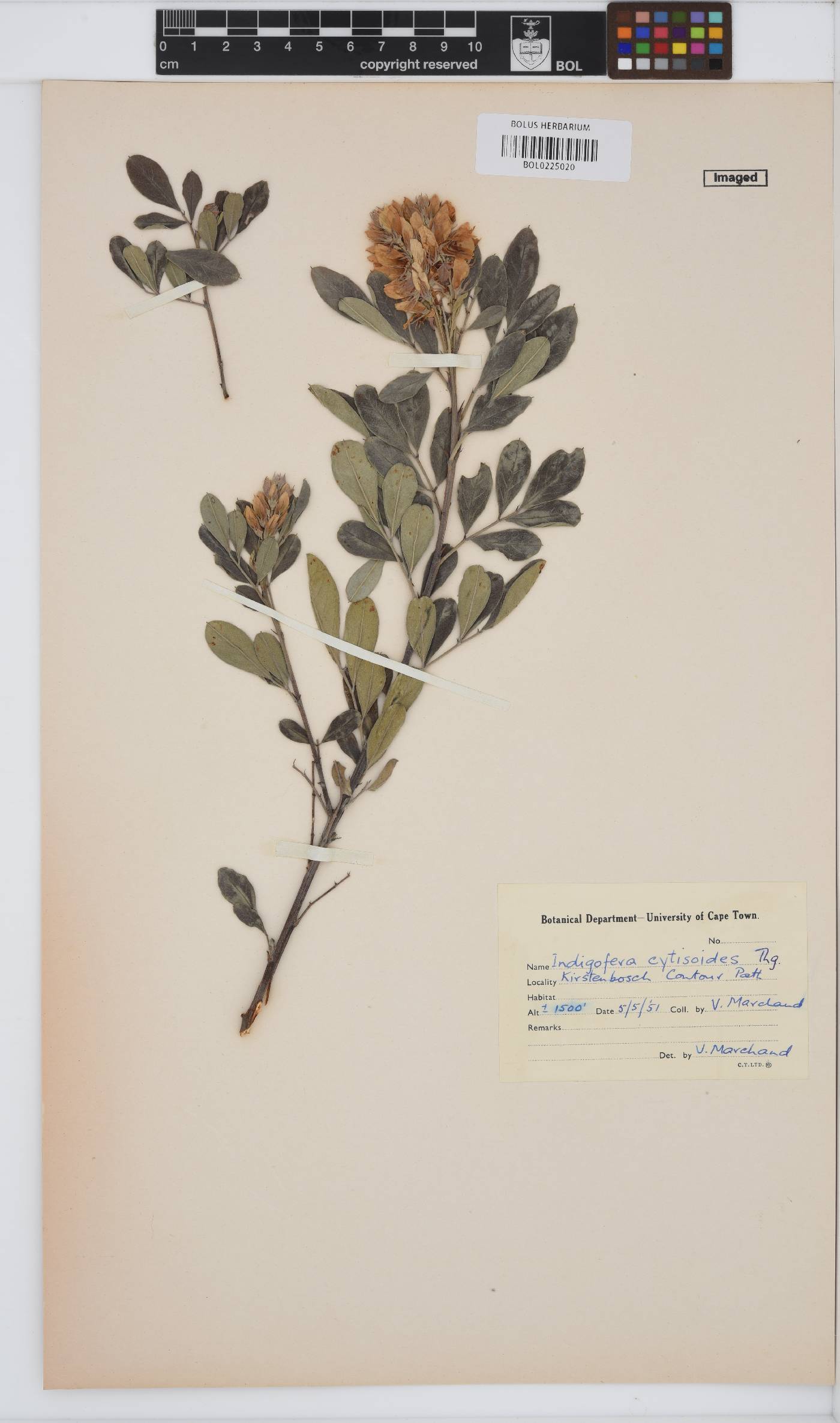 Indigofera cytisoides image