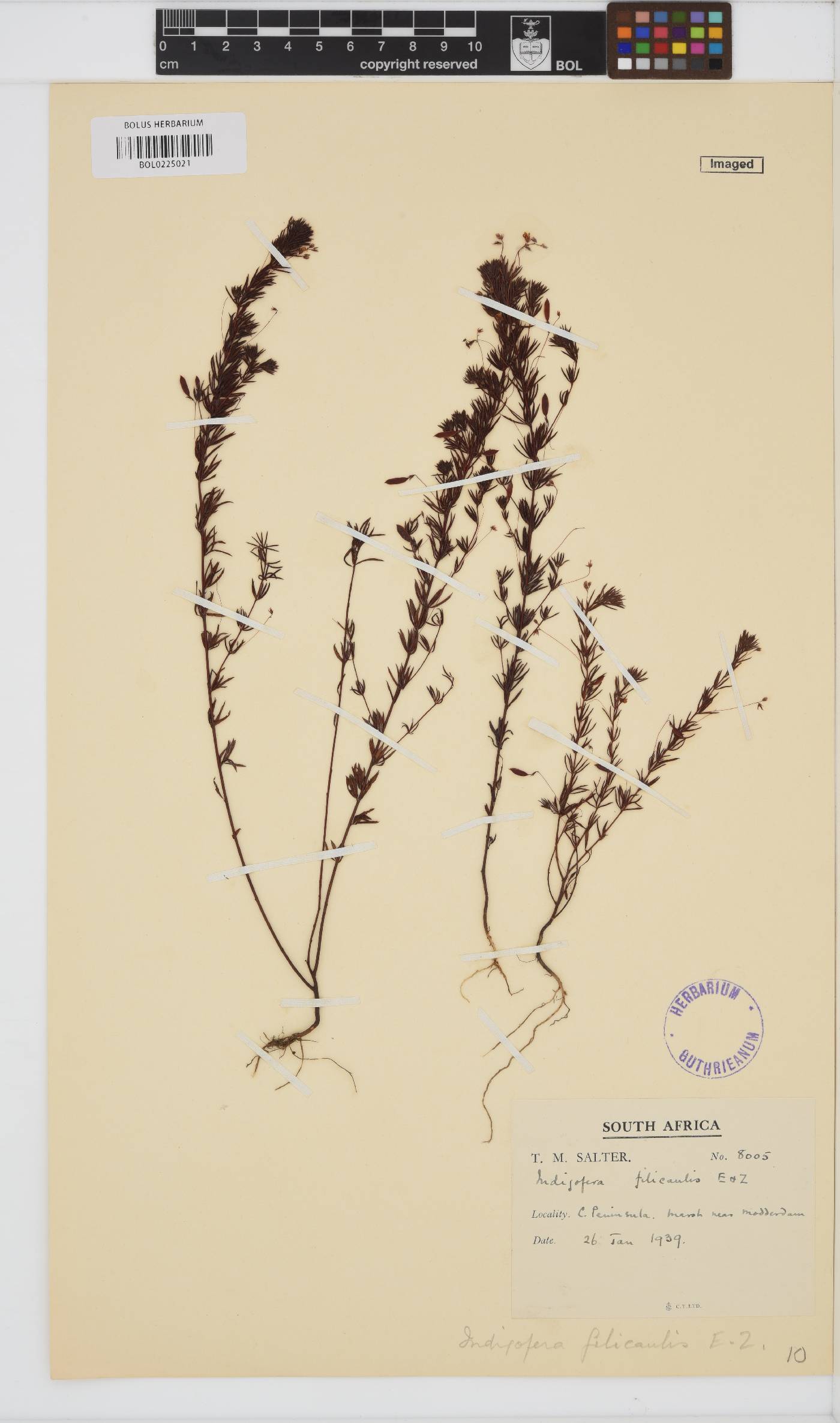 Indigofera filicaulis image