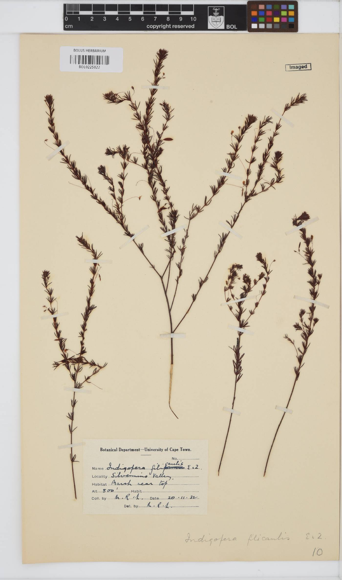 Indigofera filicaulis image