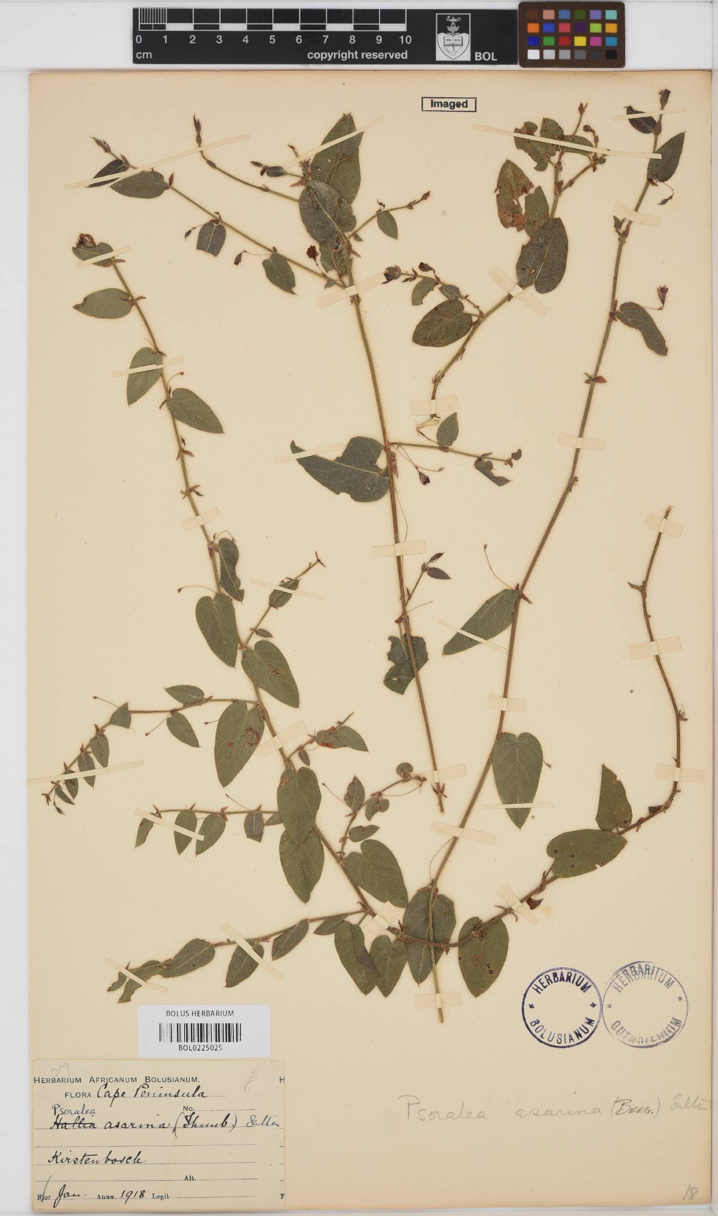 Psoralea asarina image