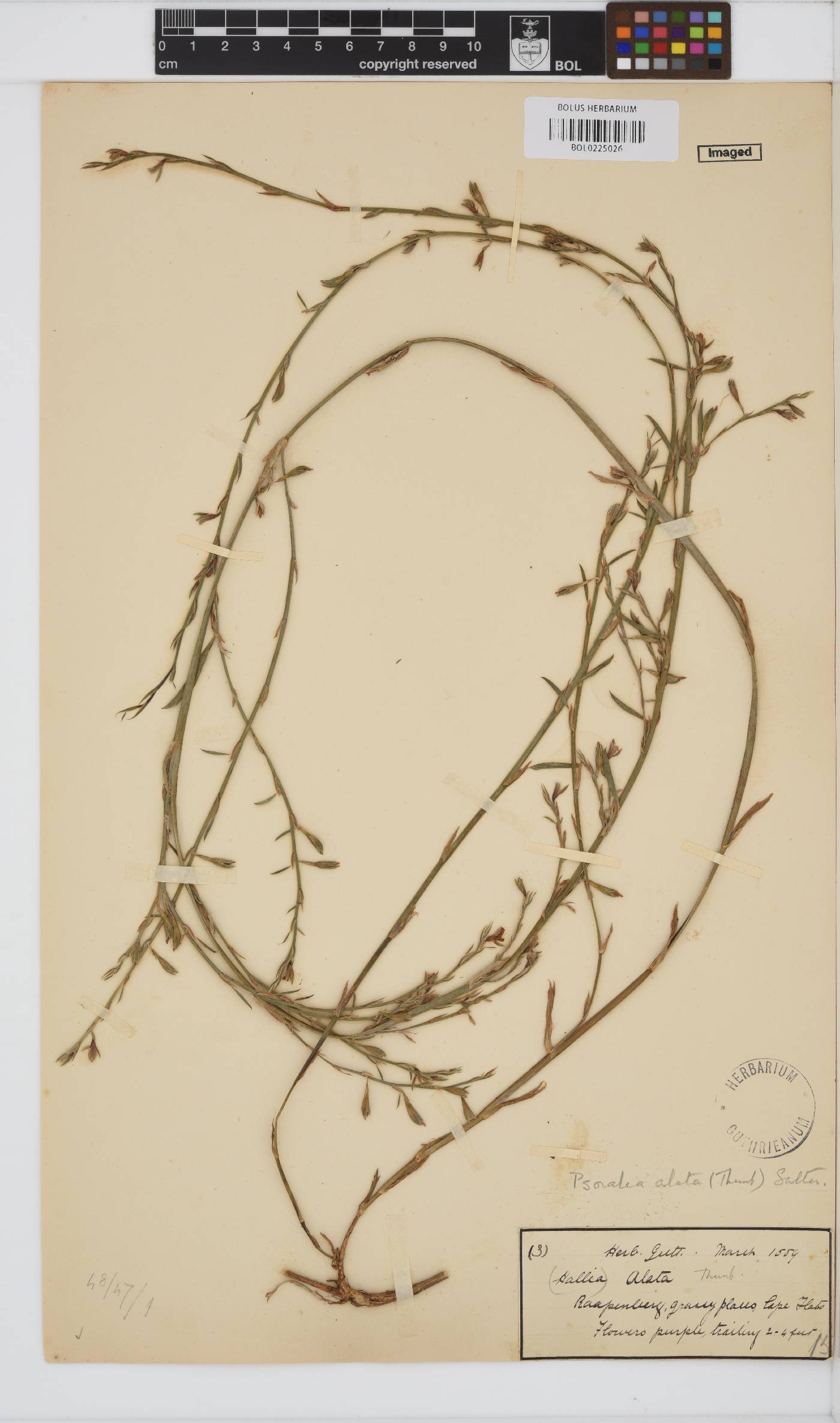Psoralea alata image