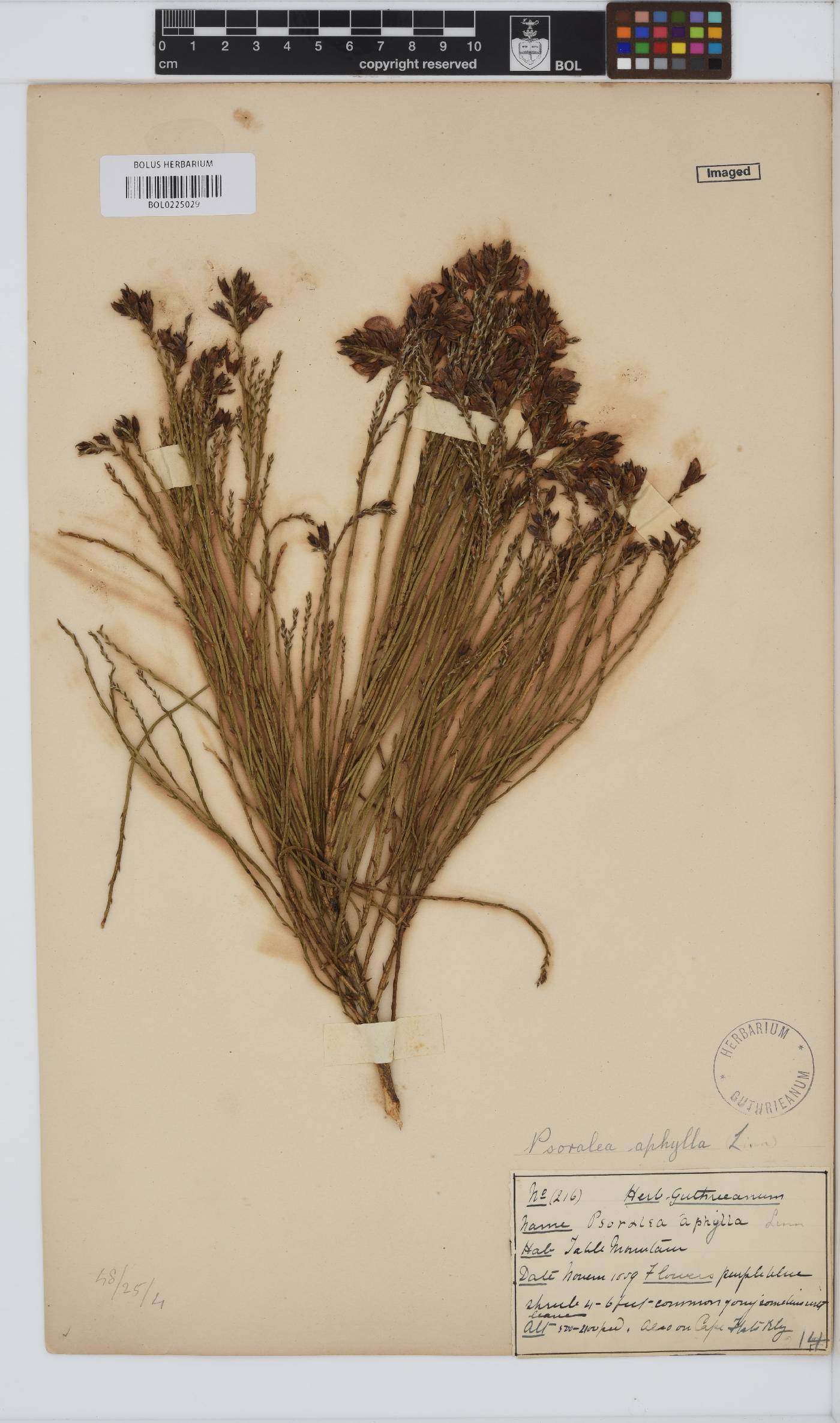 Psoralea aphylla image