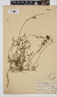 Psoralea ensifolia image