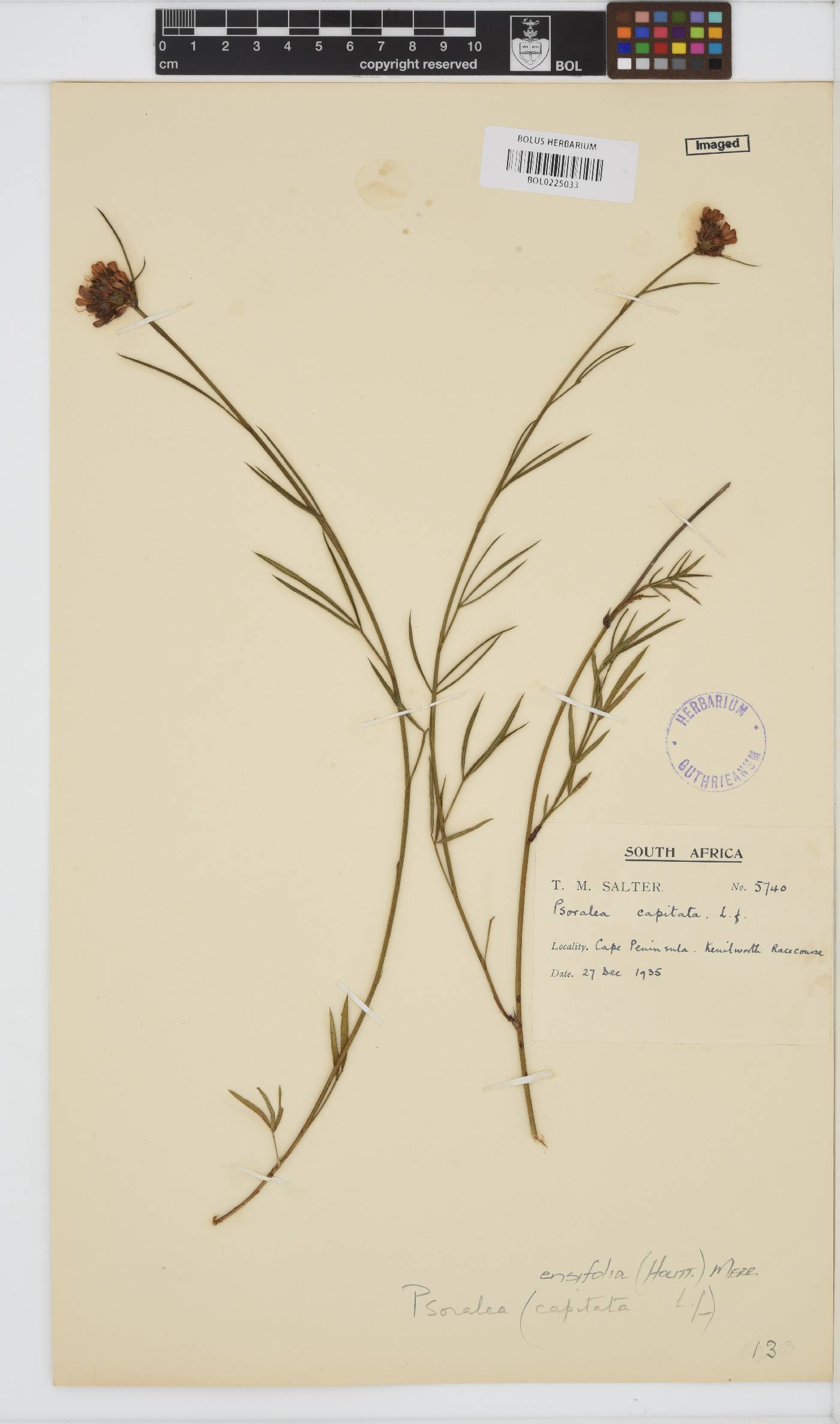 Psoralea ensifolia image