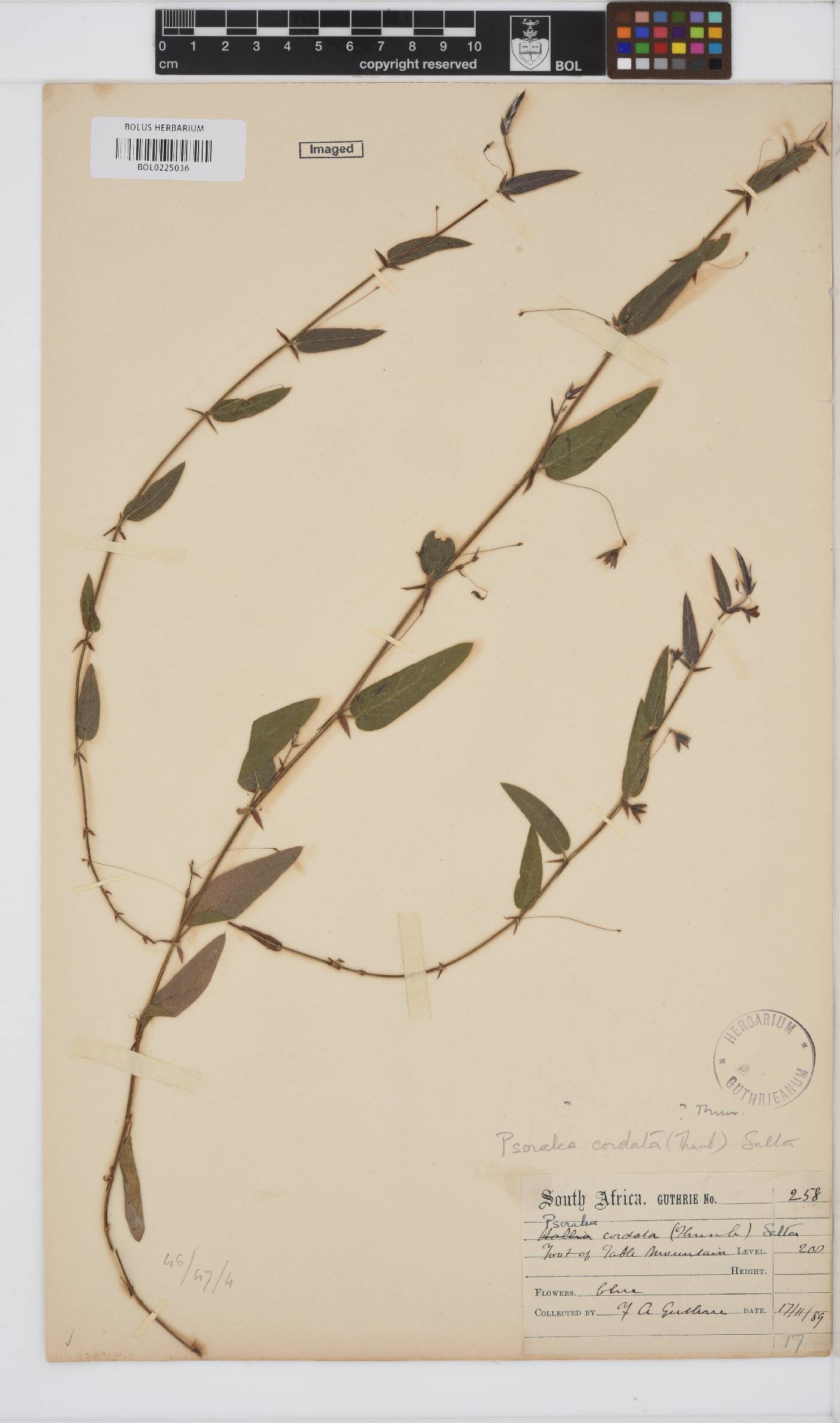 Psoralea monophylla image
