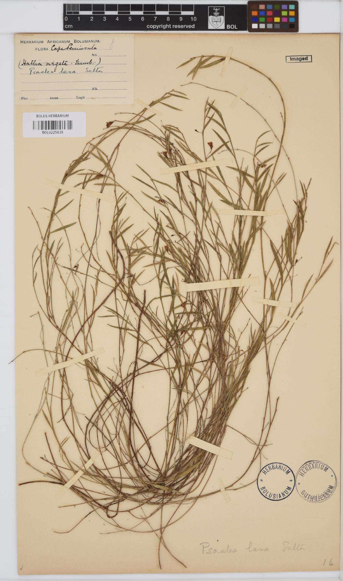 Psoralea laxa image