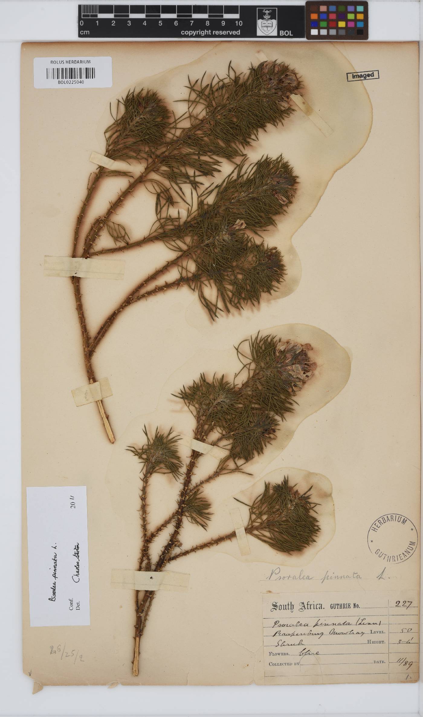 Psoralea pinnata image