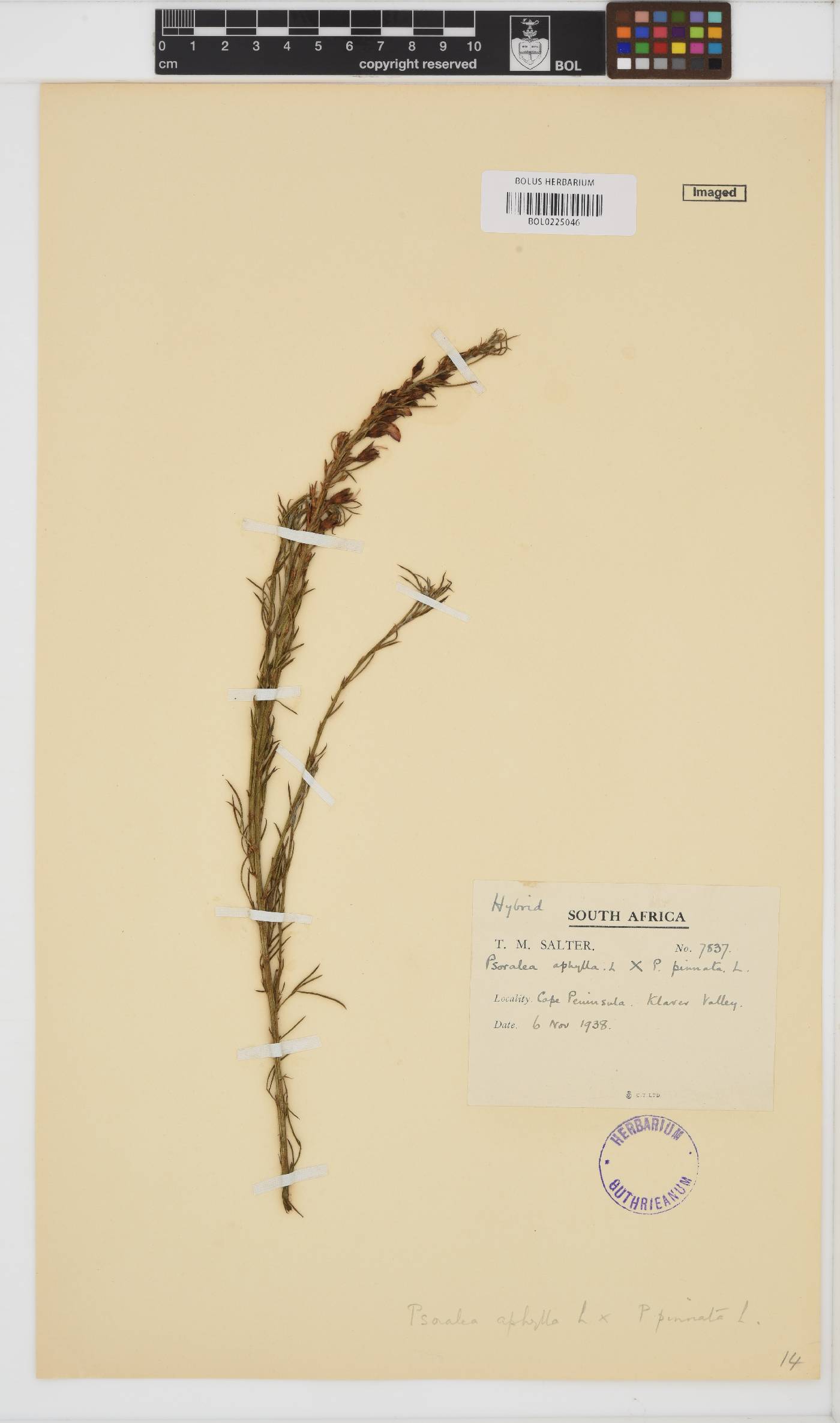 Psoralea aphylla image