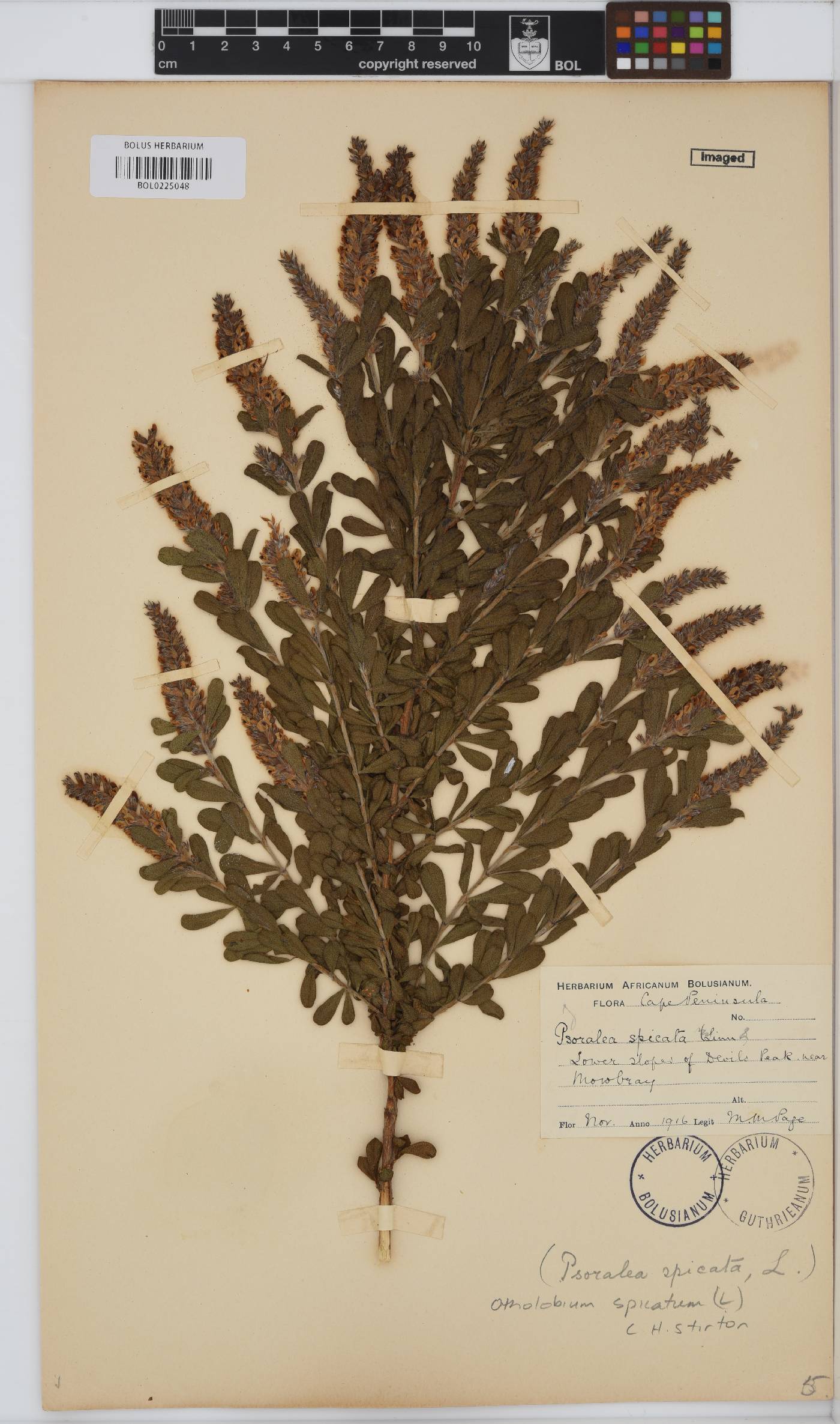 Otholobium spicatum image