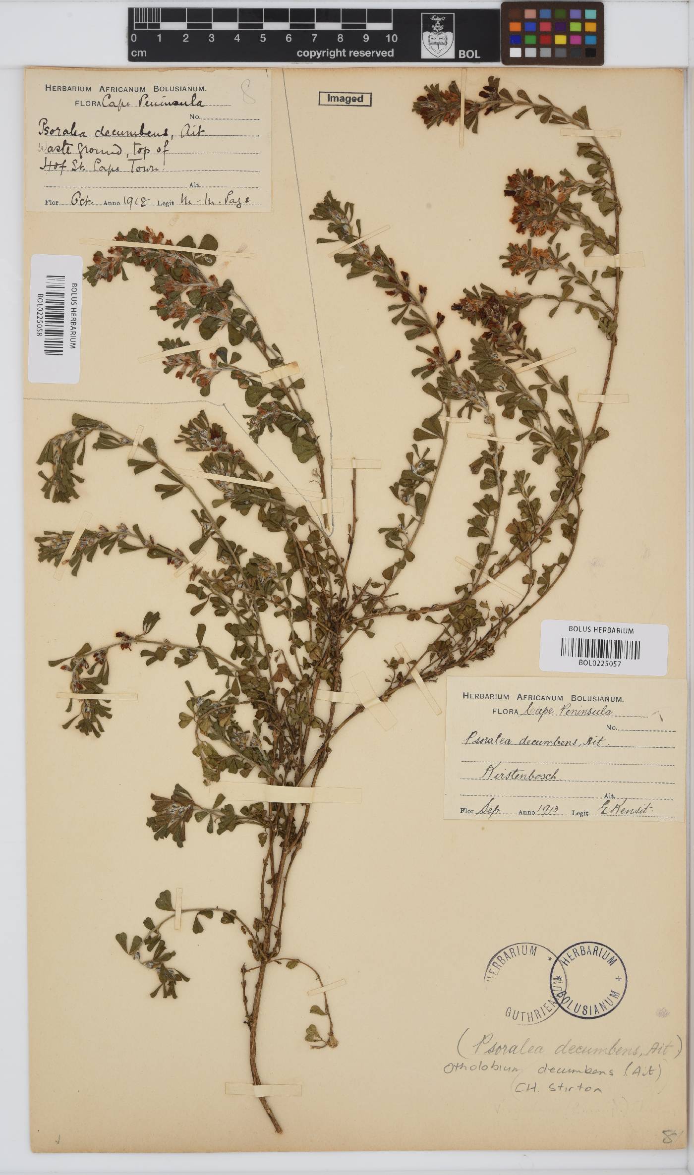 Otholobium virgatum image